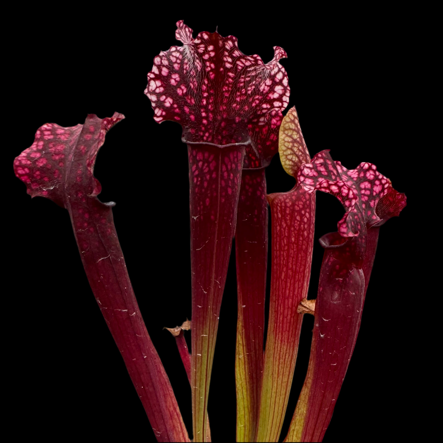 Sarracenia x 'Judith Hindle' Potted