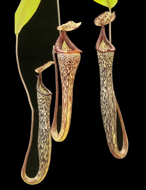 Nepenthes vogelii Potted