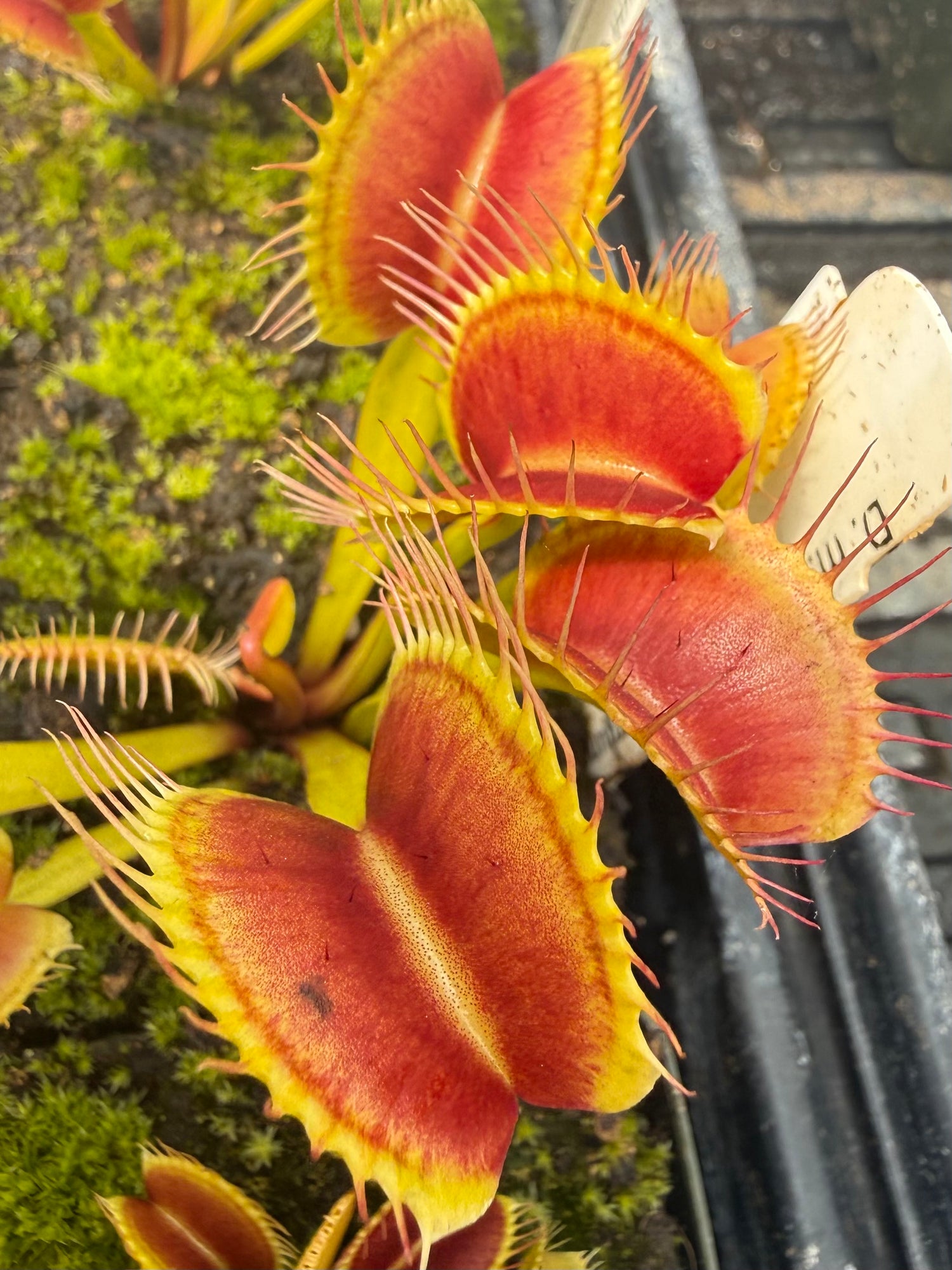 Dionaea m. “Giant Upright Burgundy Traps” JH Potted