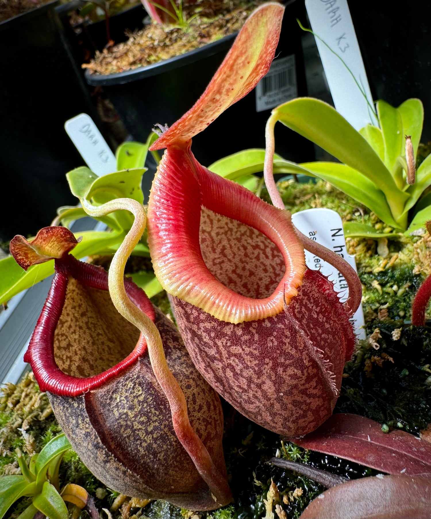 Nepenthes ( densiflora x aristolochioides ) x ( robcantleyi x hamata ) CalCarn Clone Potted