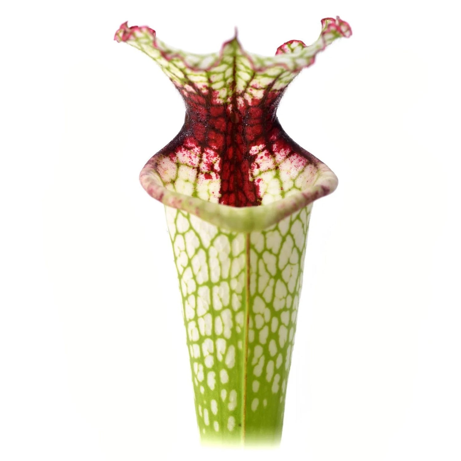 Sarracenia x “Painted Black” Potted