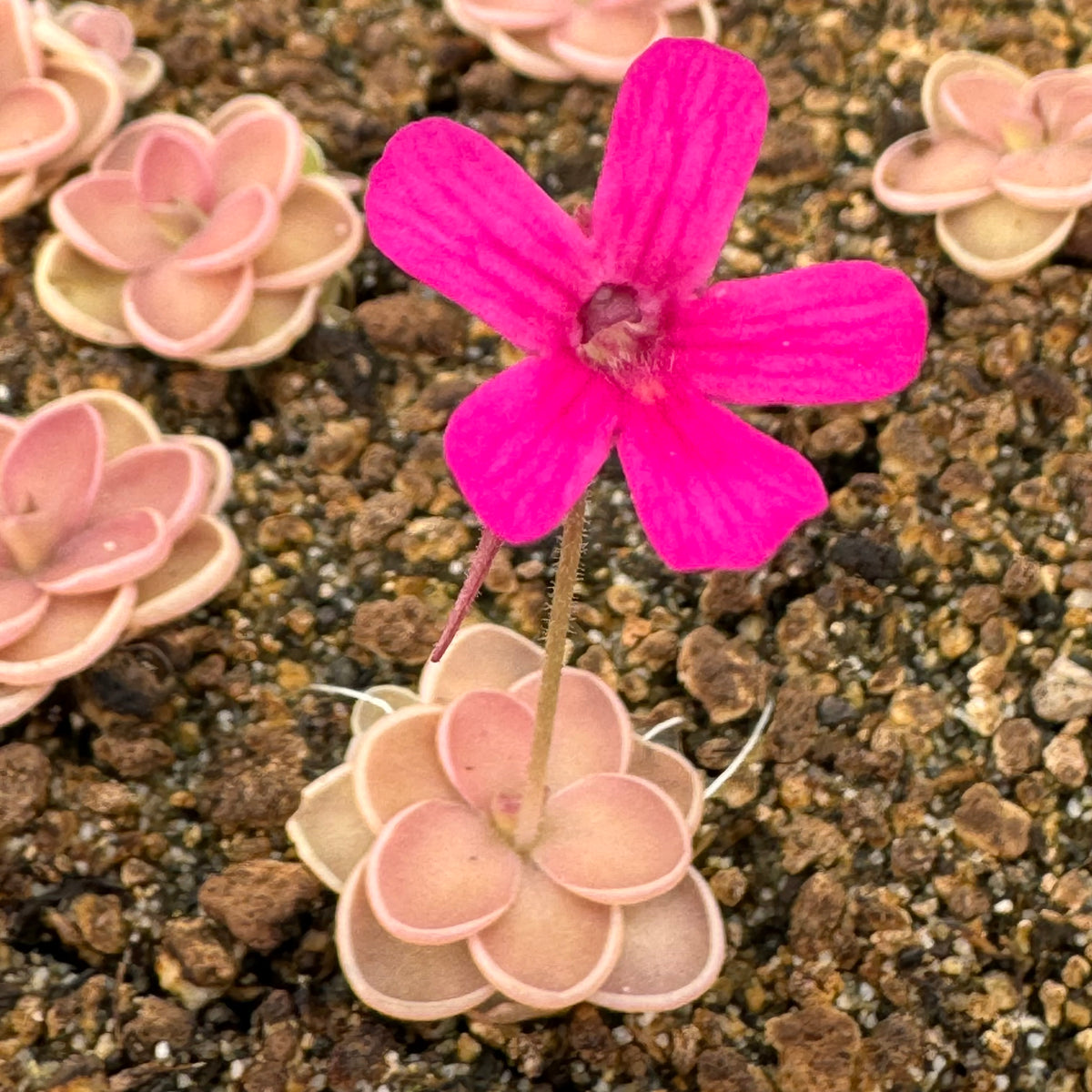 Pinguicula x ”Fiorello III” BARE ROOT