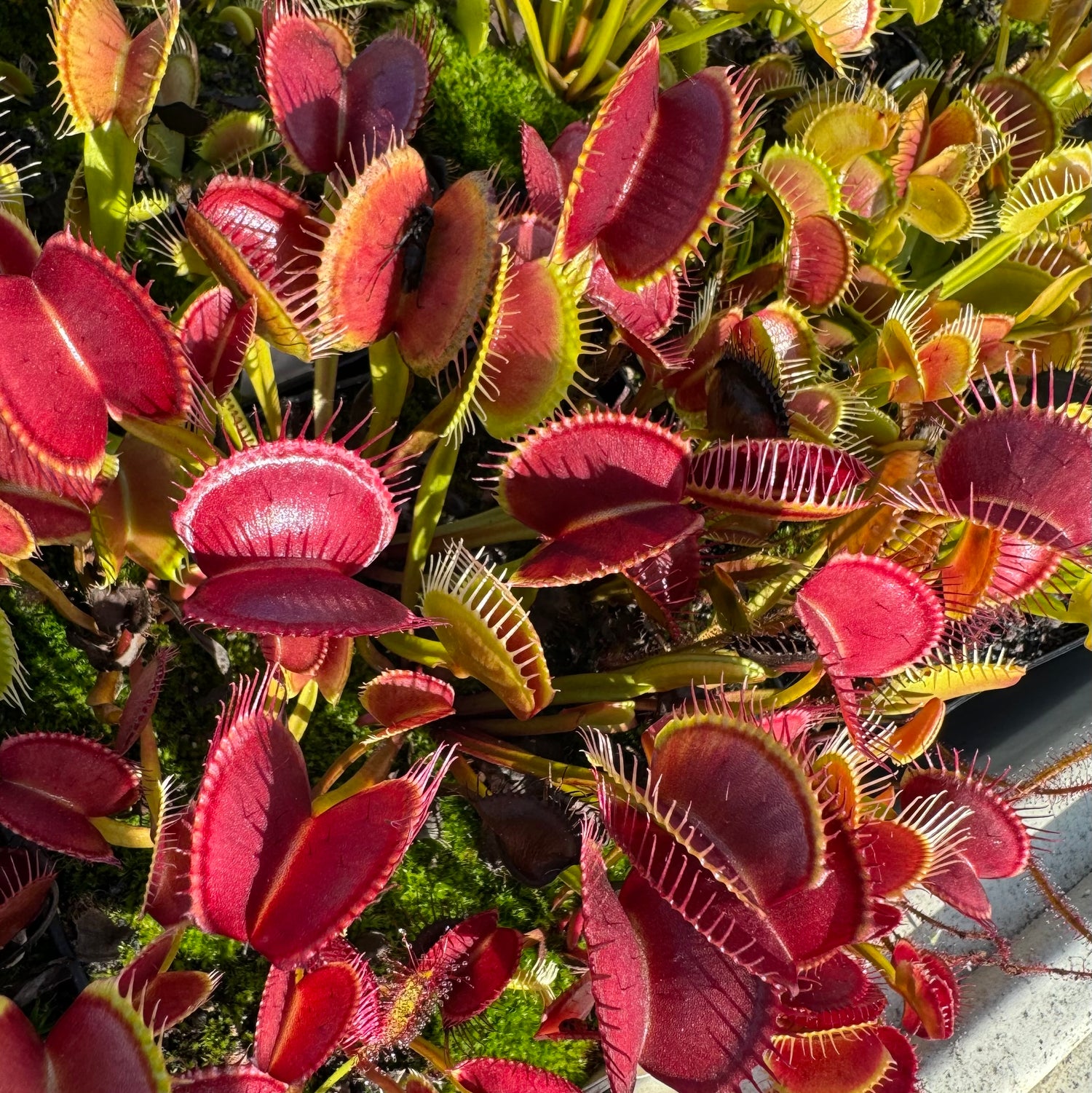 Dionaea m. “Z11” Potted