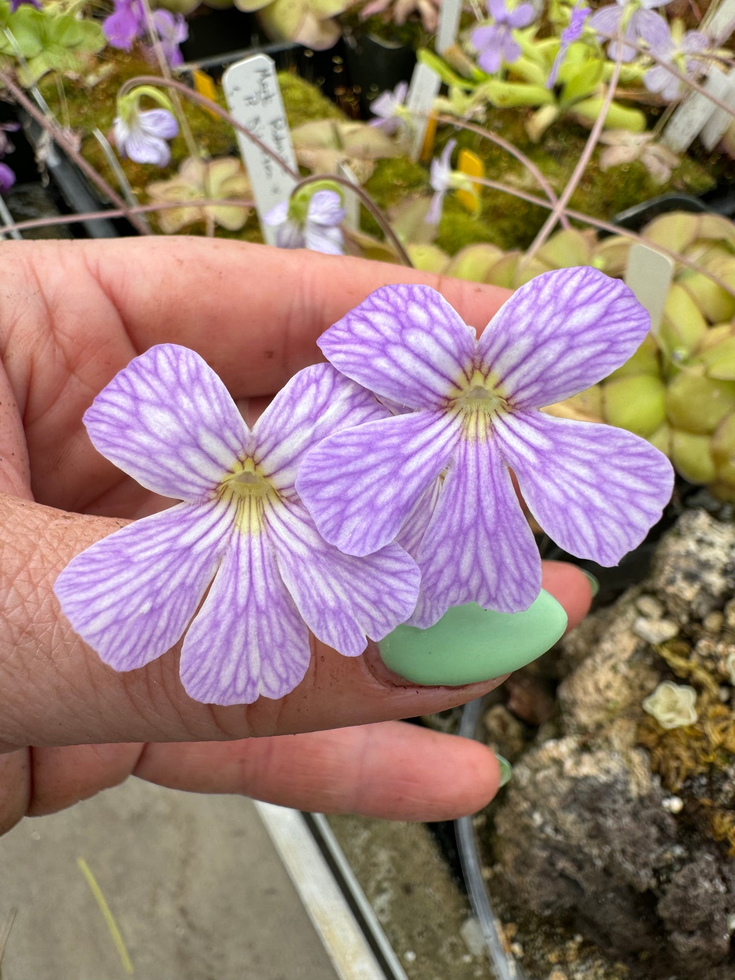 Pinguicula x “Lavender Lacewing” BARE ROOT