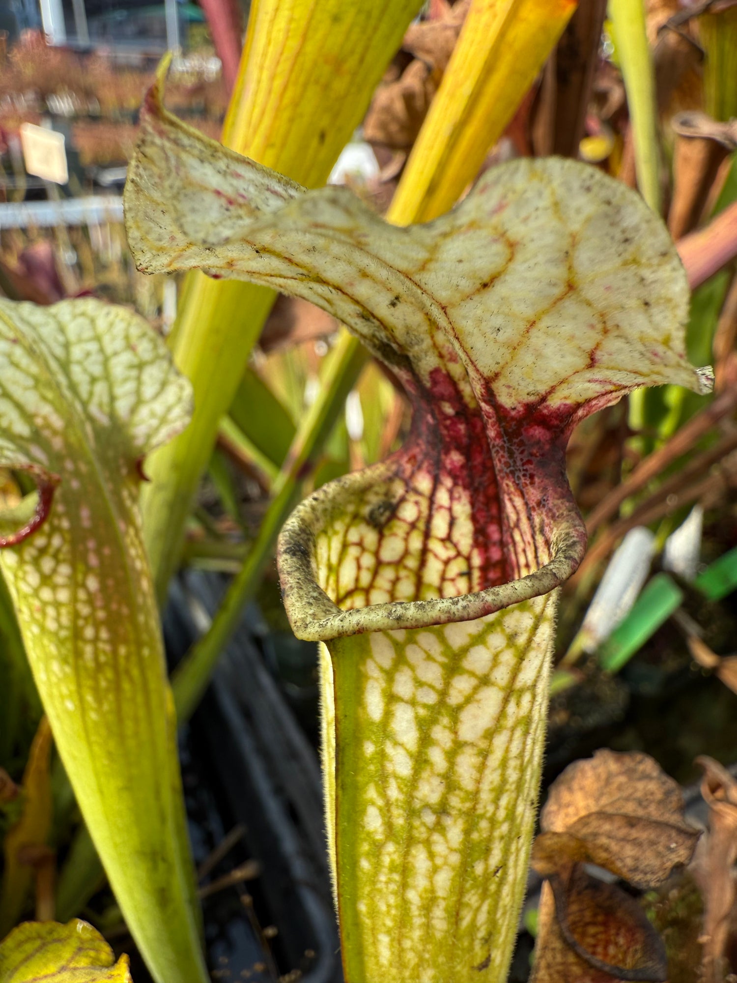 Sarracenia ﻿( x ‘Leah Wilkerson’ ) x alata anthocyanin-free Potted
