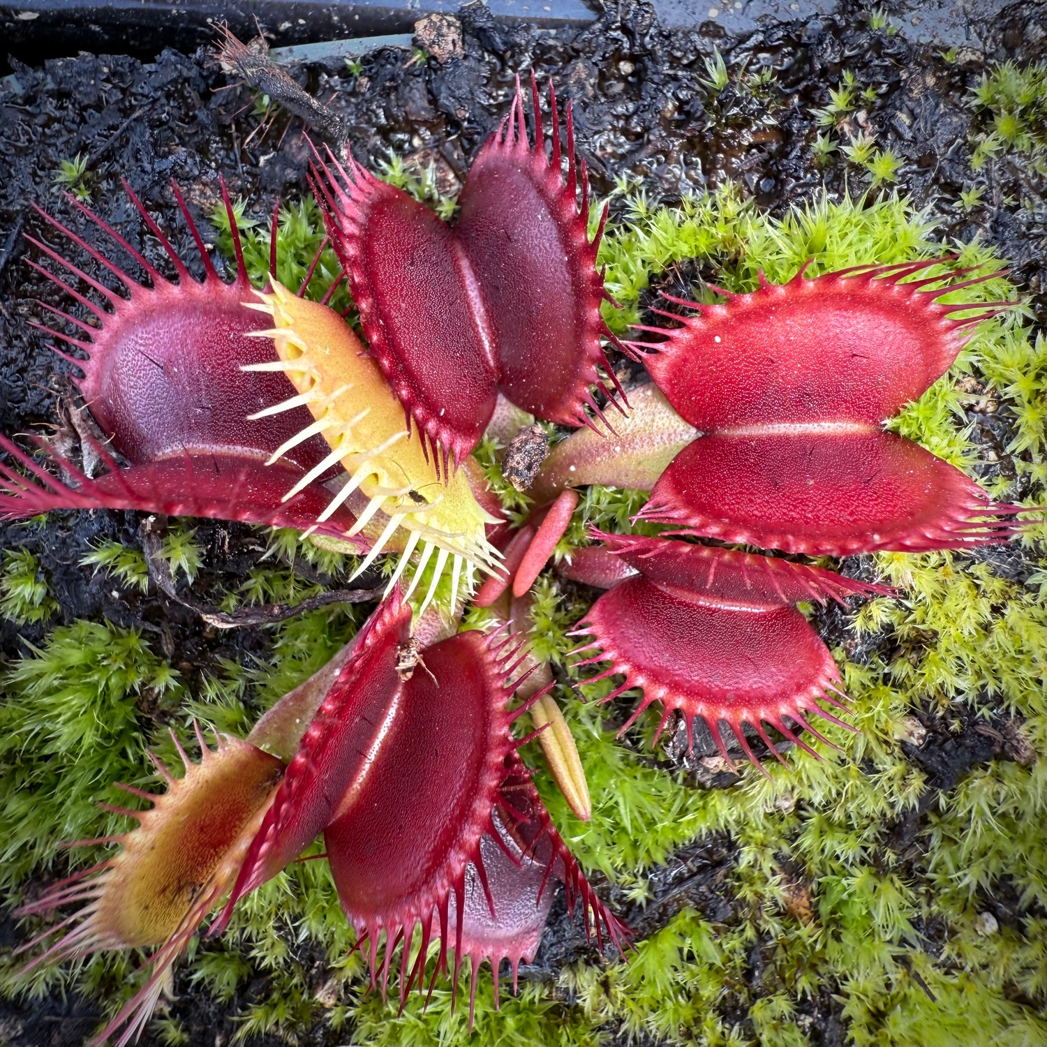 Dionaea m. “Grant Line” JH Potted