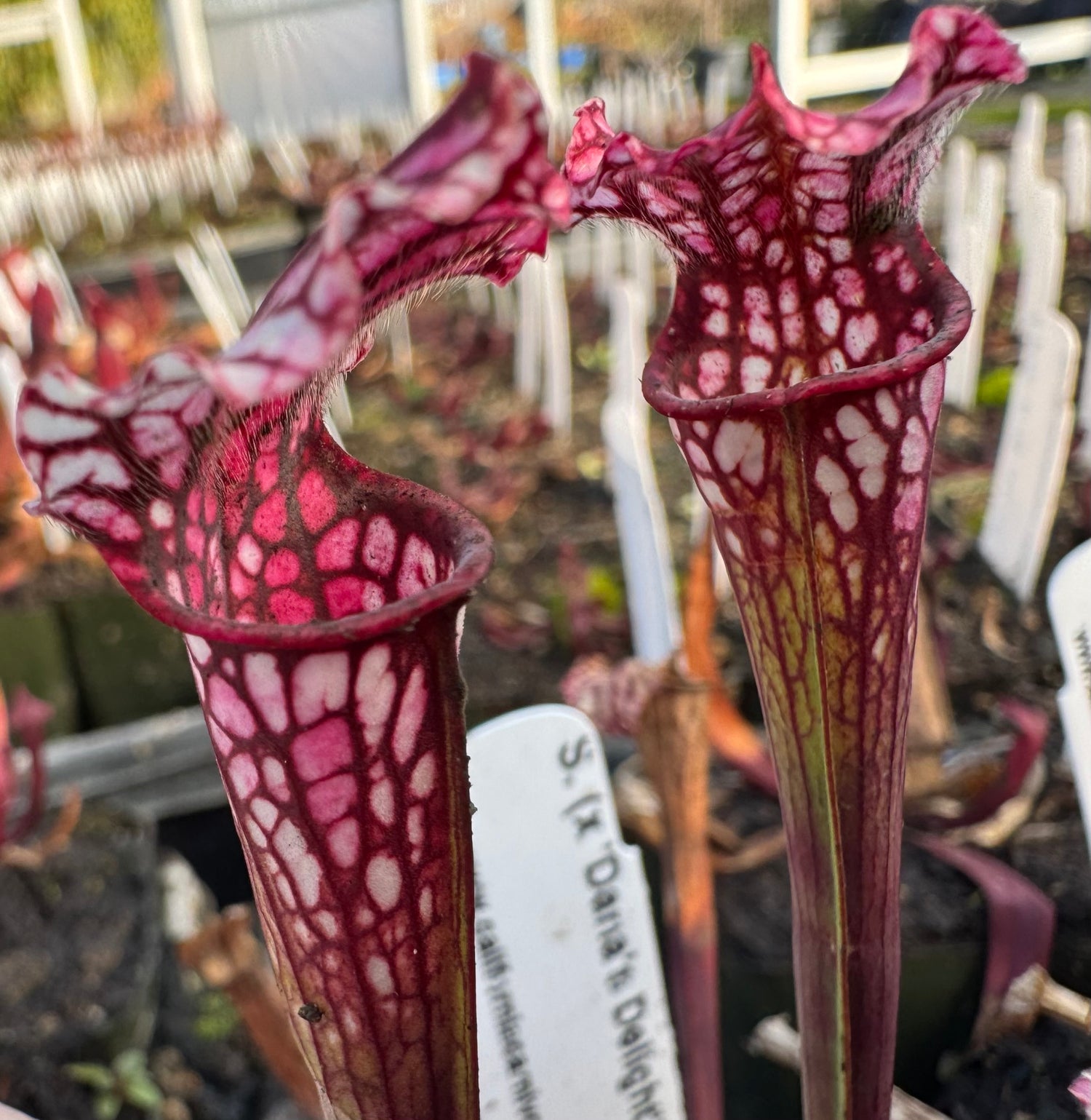 Sarracenia ( x ‘Dana’s Delight’ ) x ( x ‘Camisole’ ) Potted