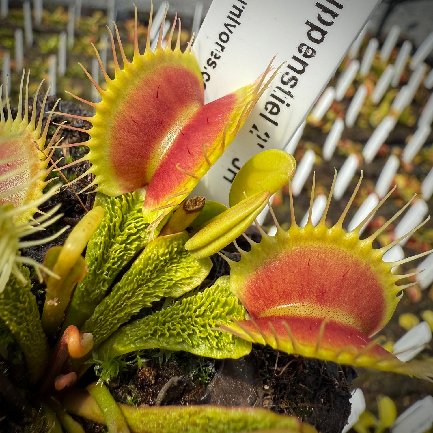 Dionaea m. 'Schuppenstiel 2' JH Potted