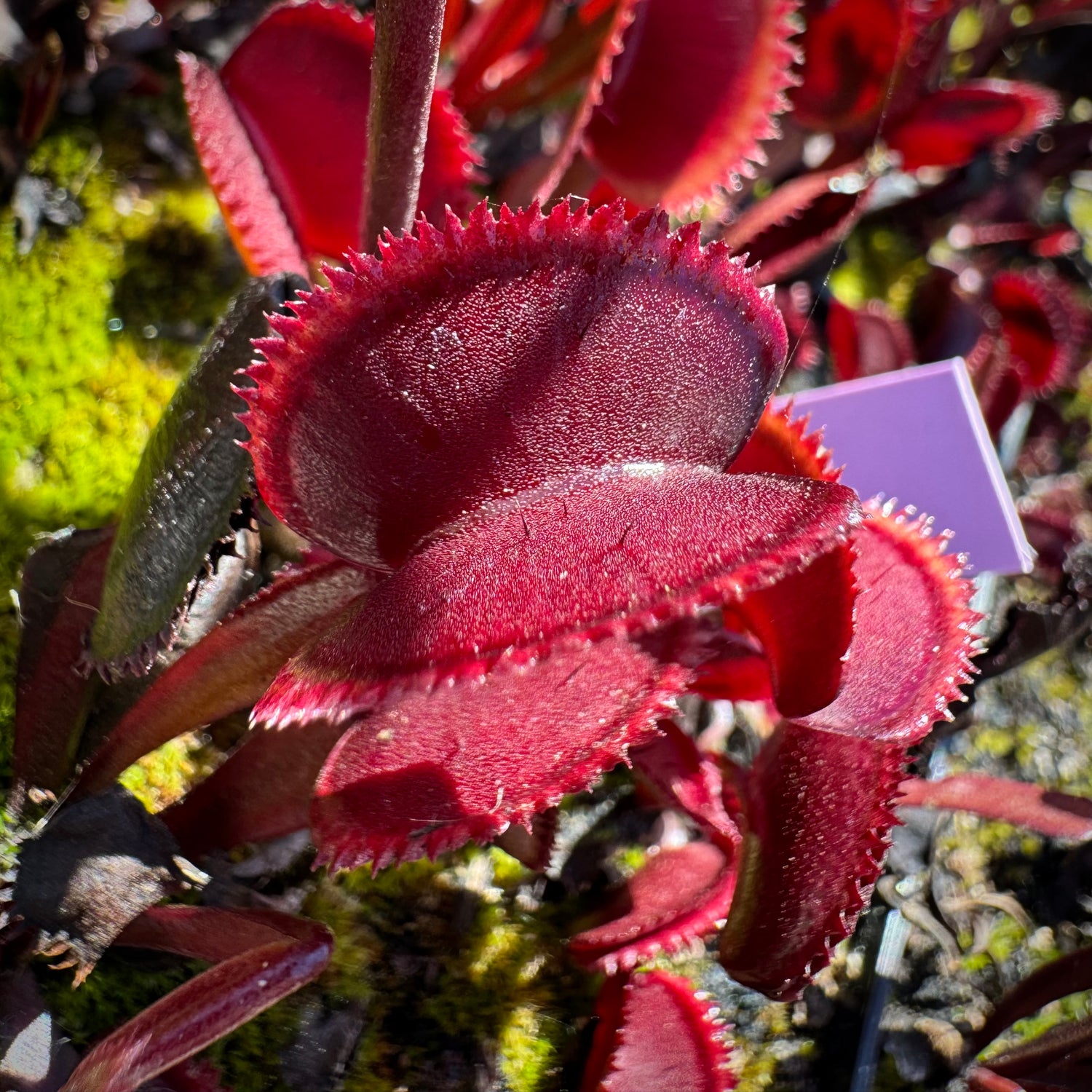 Dionaea m. 'Crimson Sawtooth' JH Potted