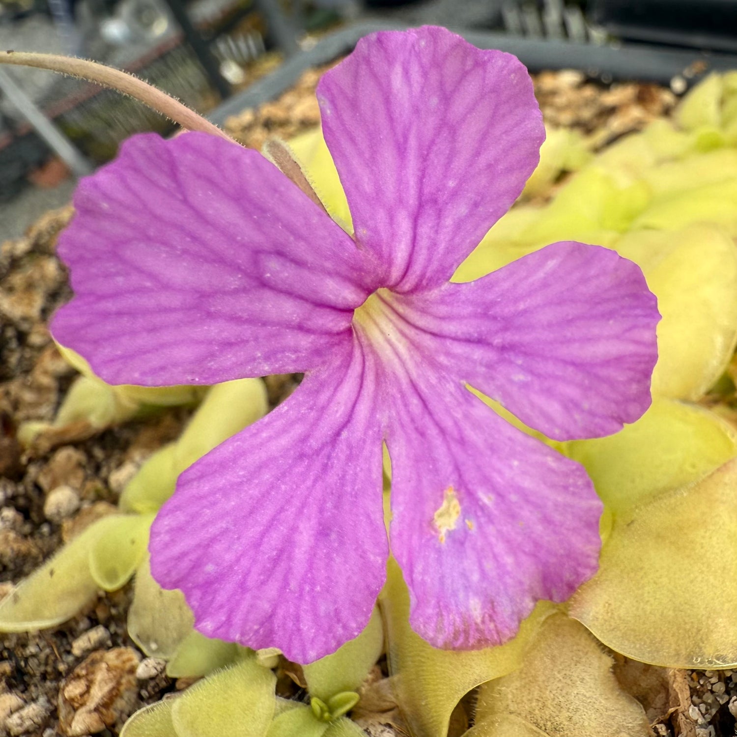 Pinguicula 'Sp Tonala ANPA C' x elizabethiae BARE ROOT