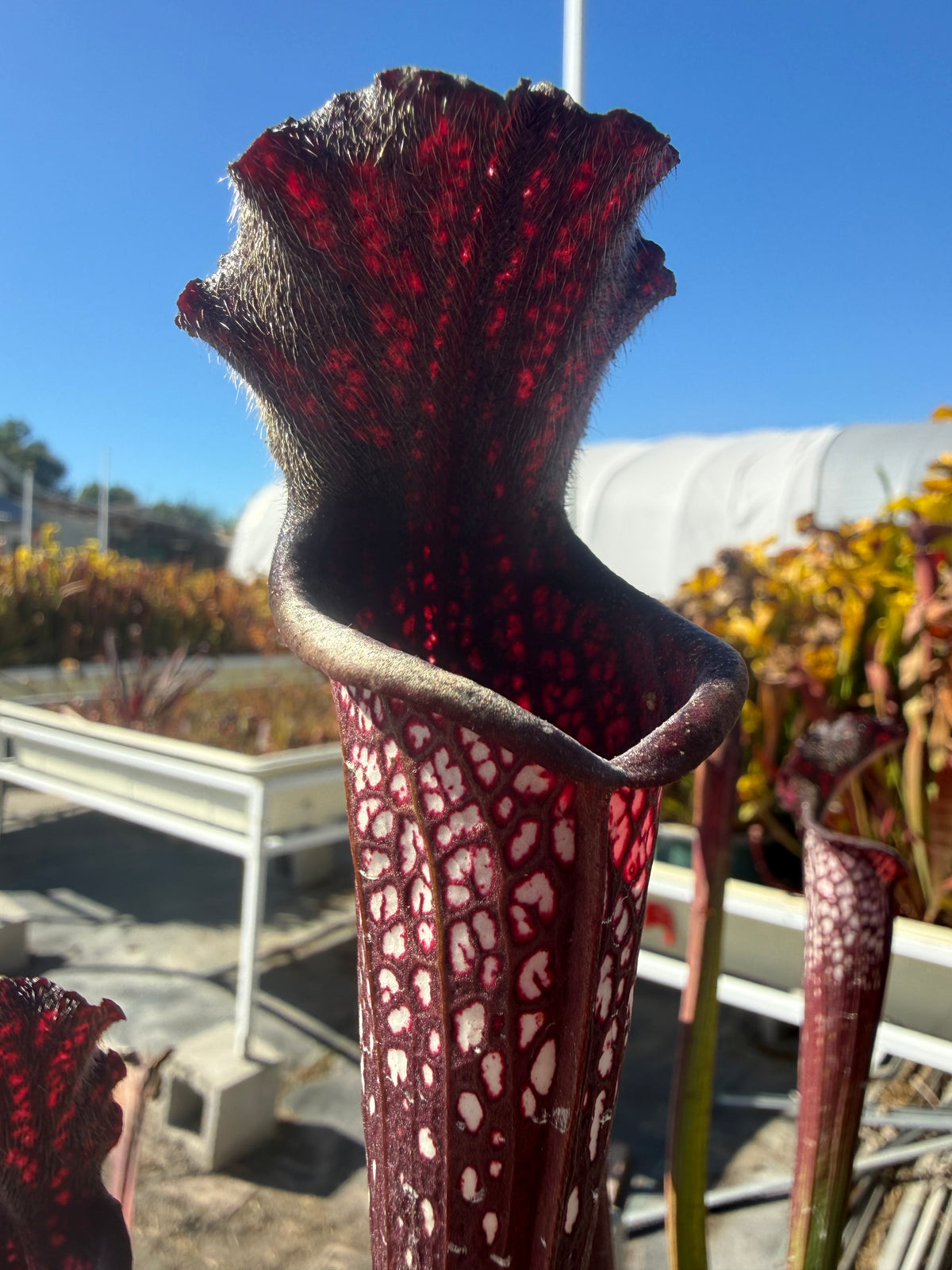 Sarracenia leucophylla ‘Black Sheer’ Potted