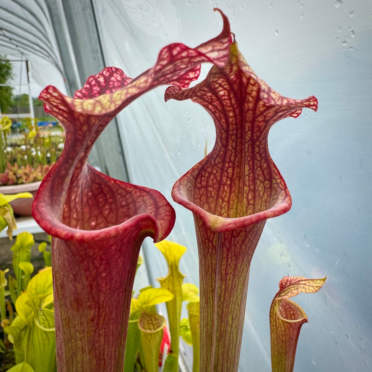 Sarracenia x ‘Royal Ruby’ Potted
