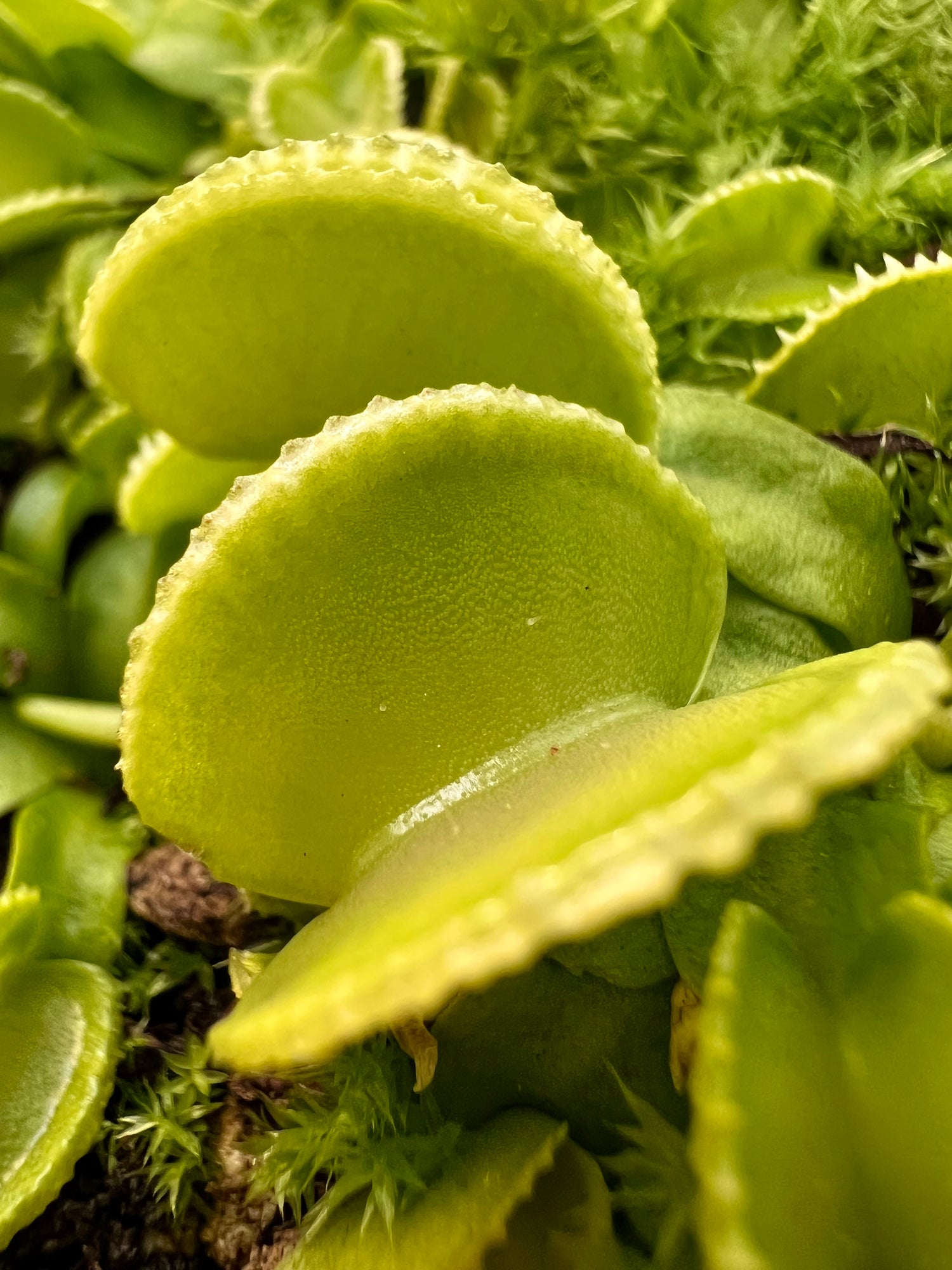 Dionaea m. 'Green Wizard' Potted