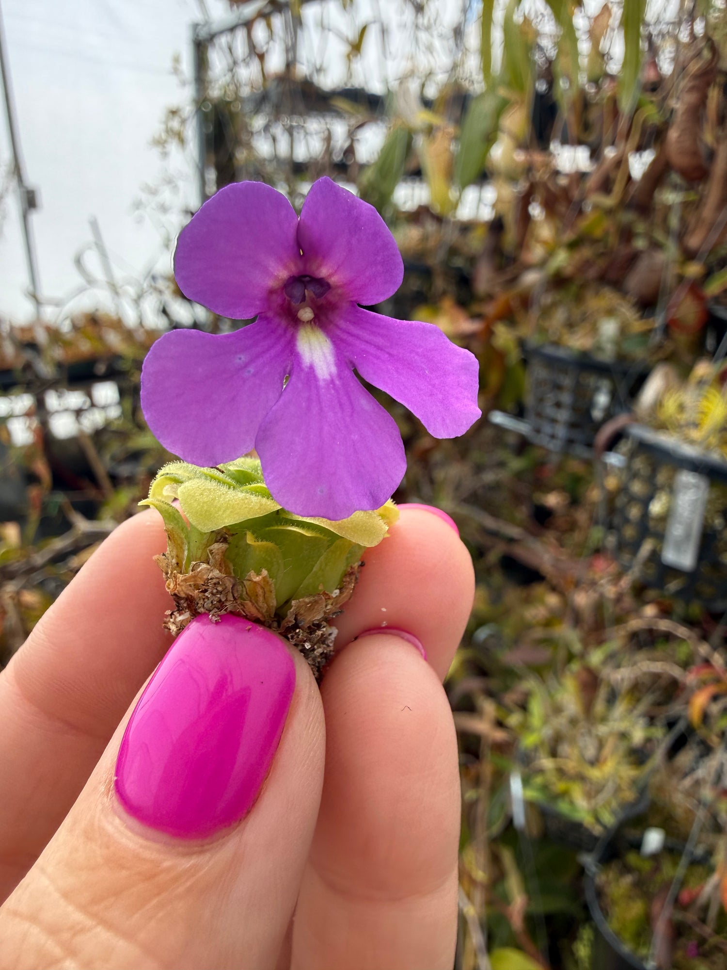 Pinguicula x “Walla Walla” BARE ROOT