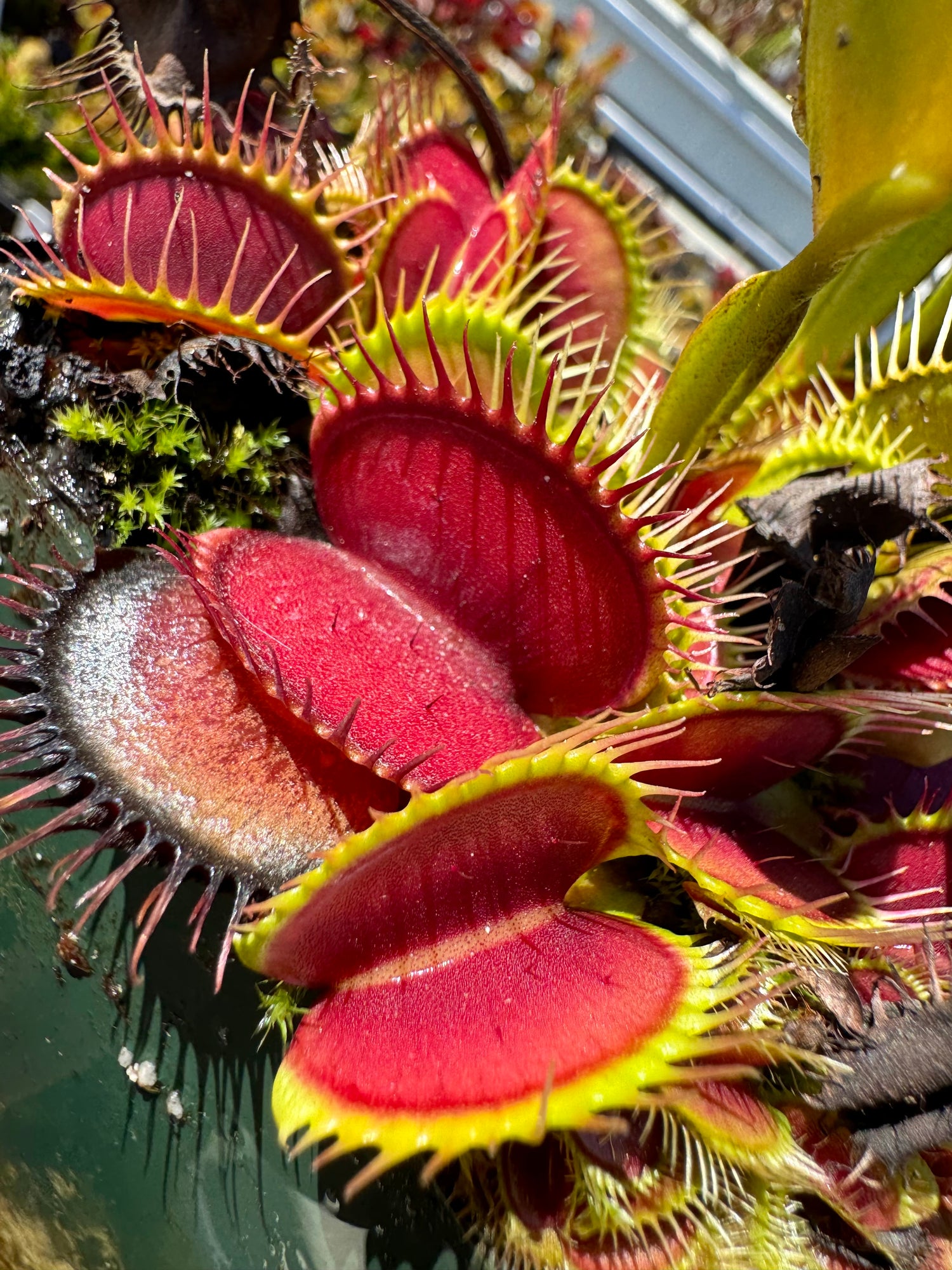 Dionaea m. 'Big Teeth Red Giant' Potted