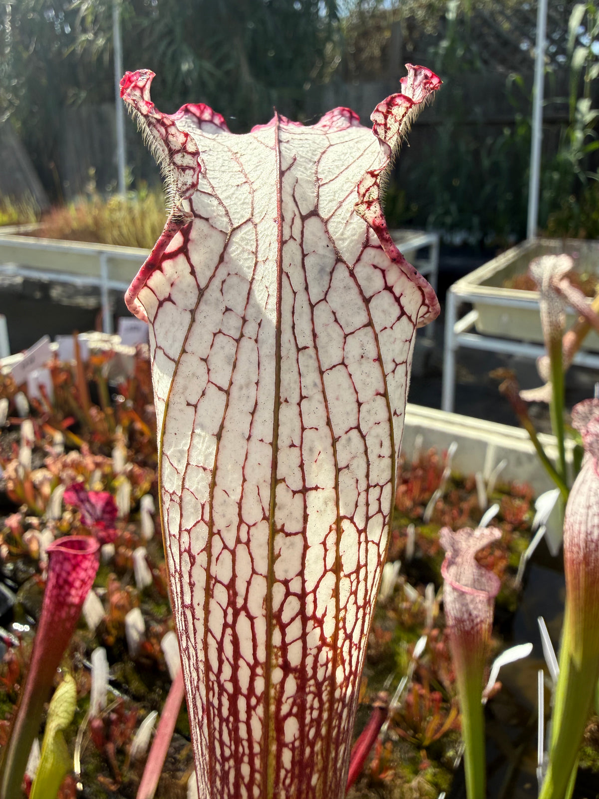 Sarracenia leucophylla Baldwin Co. “Puffy Cheeks” Potted