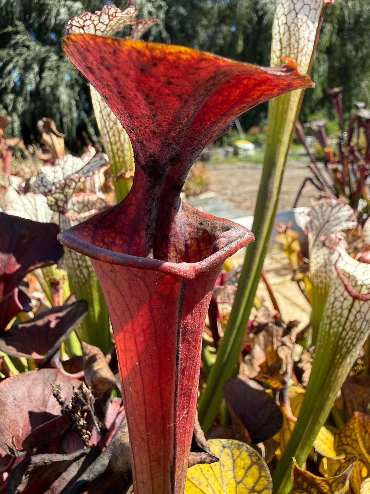 Sarracenia flava v. atropurpurea “European Clone” Potted