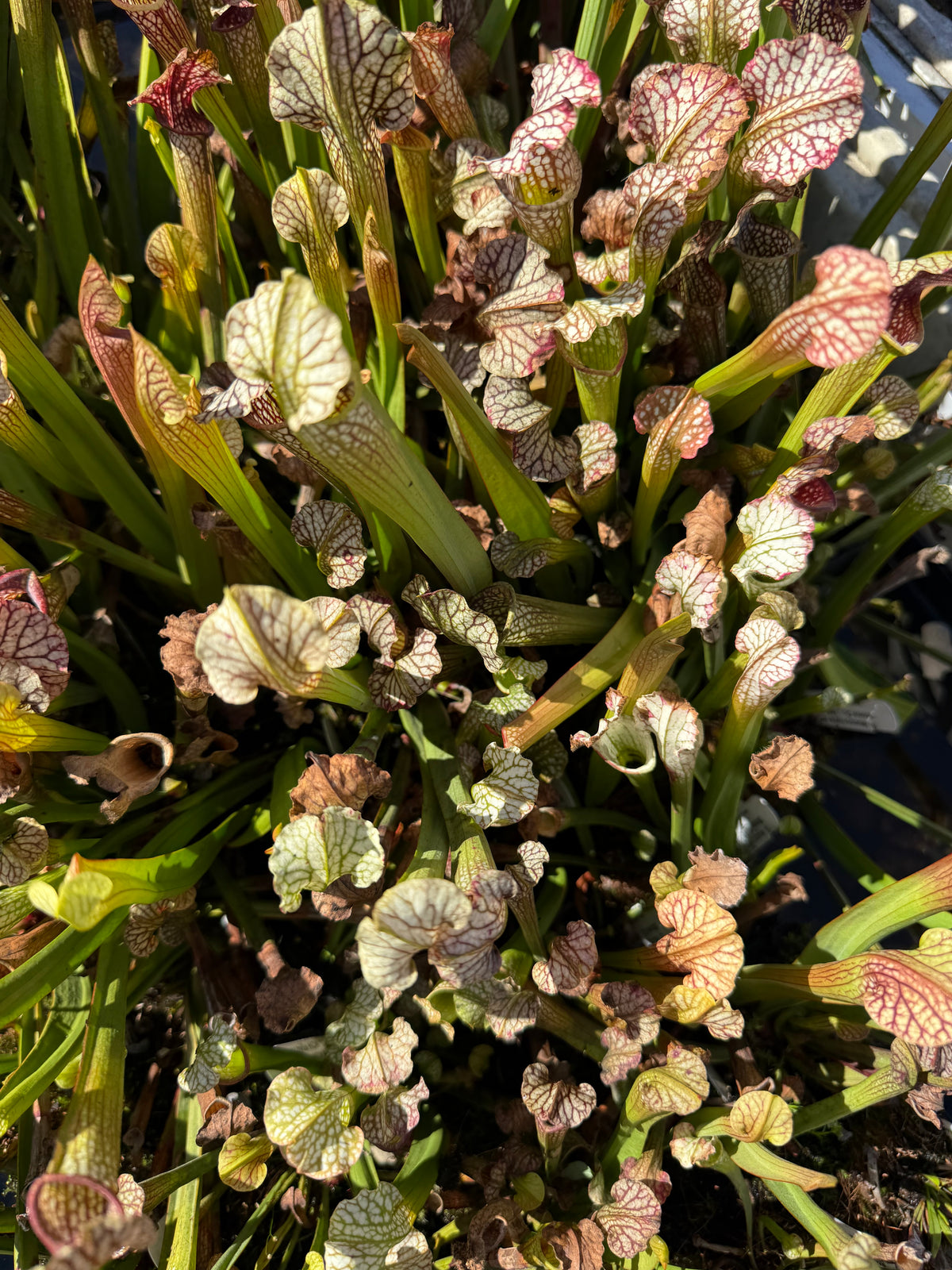 Sarracenia leucophylla HCW “Clone E” x alata “Black Tube Stone Co, MS, CO Select” Potted