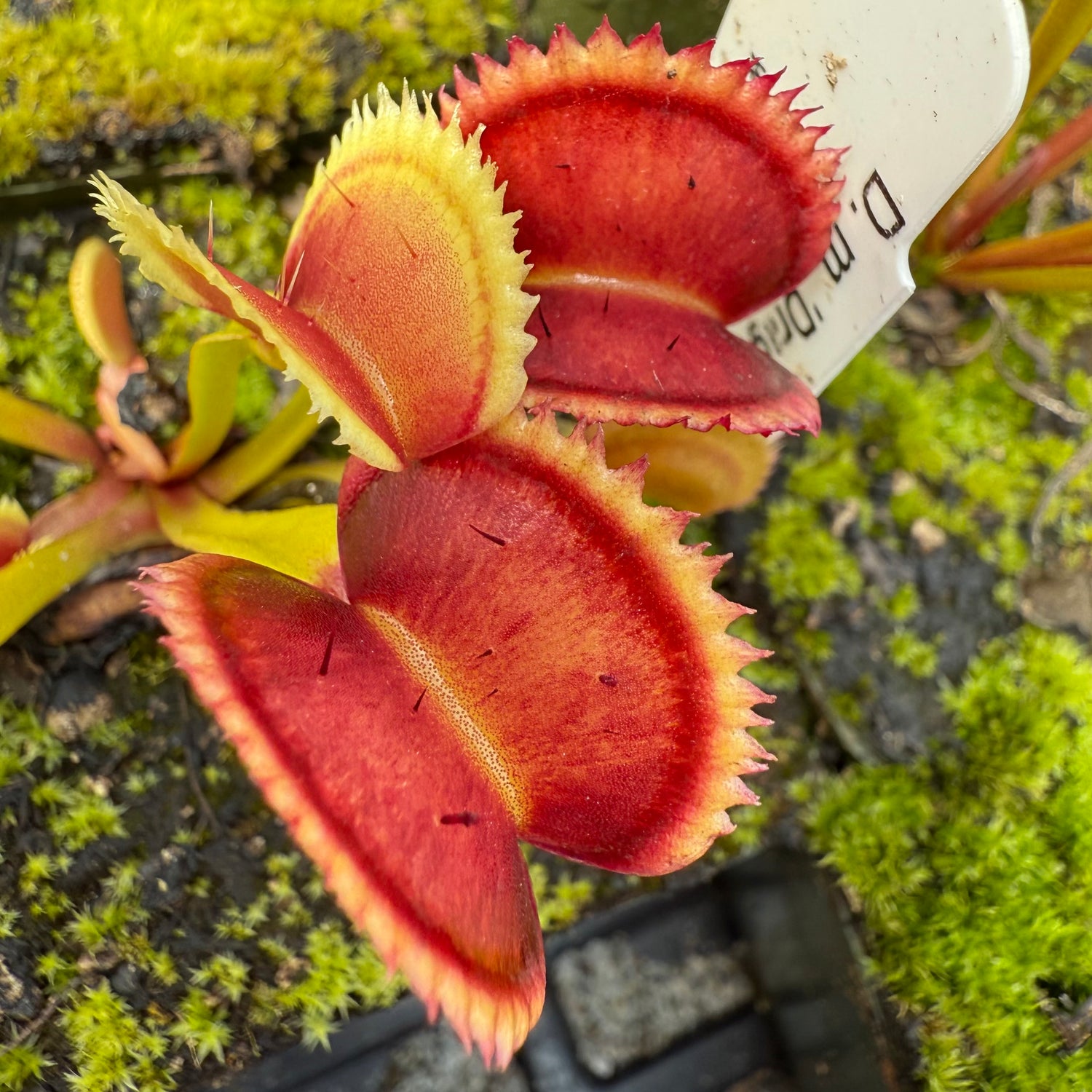 Dionaea m. 'Dragon Fire' JH Potted