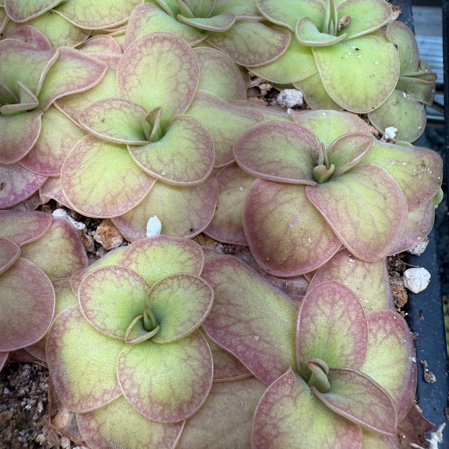 Pinguicula moranensis ‘Mexicana’ x ‘Huahuapan’ BARE ROOT