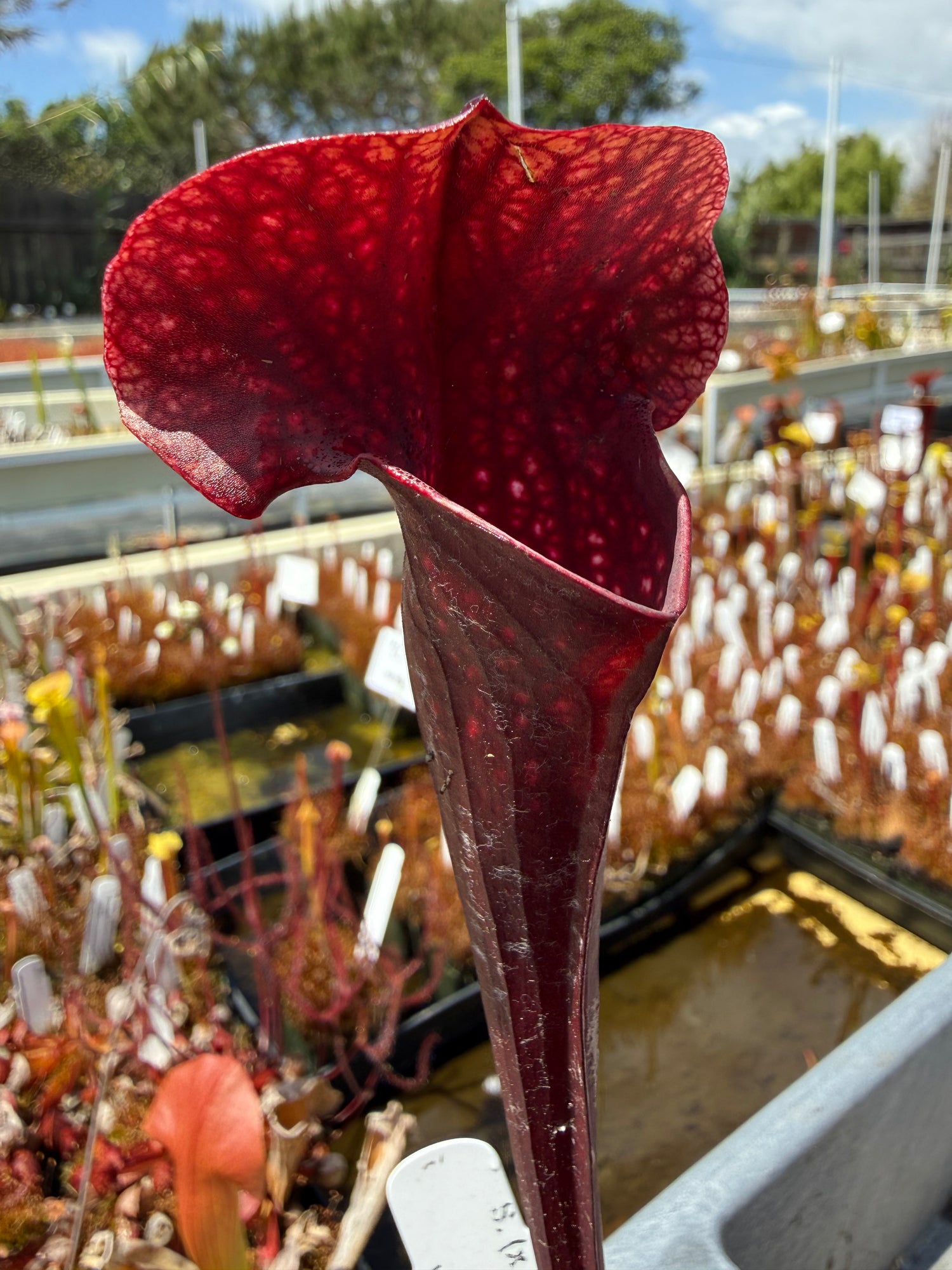 Sarracenia ( x ‘Ember’ ) x ( x ‘Saurus’ ) Potted