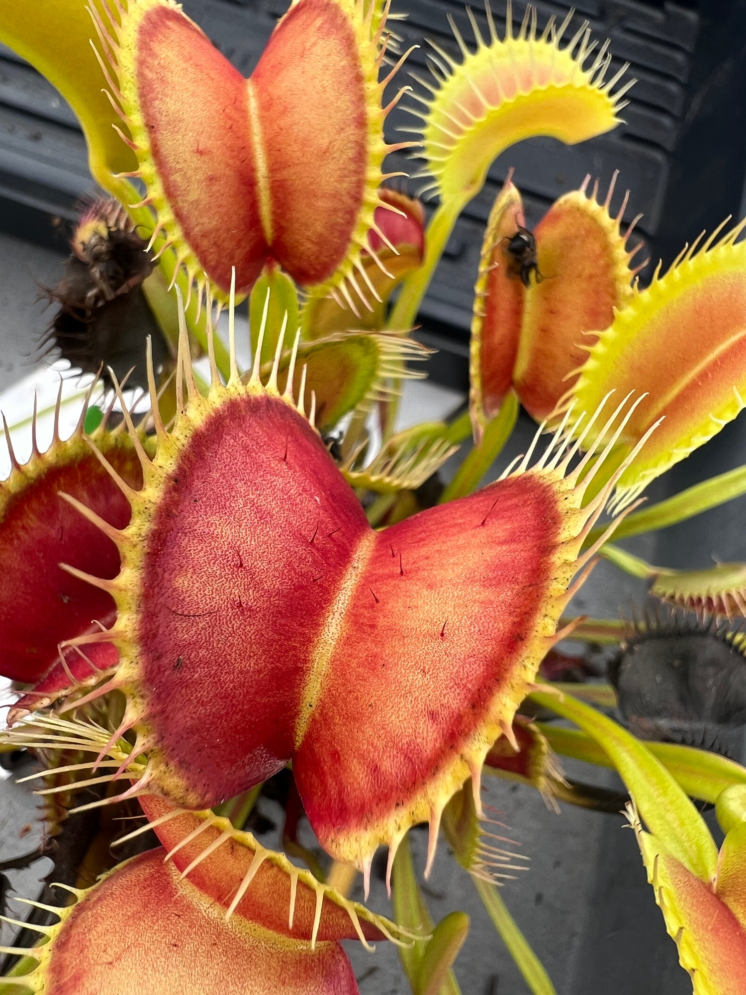 Dionaea m. Typical Potted