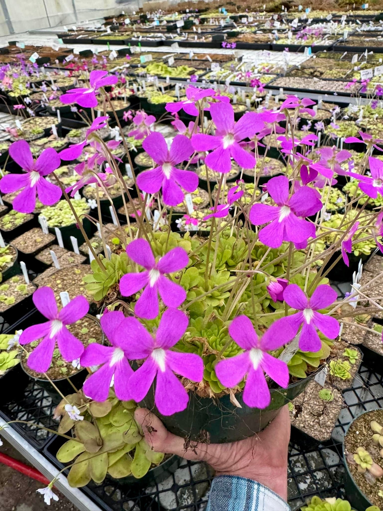 Pinguicula x 'Weser' BARE ROOT