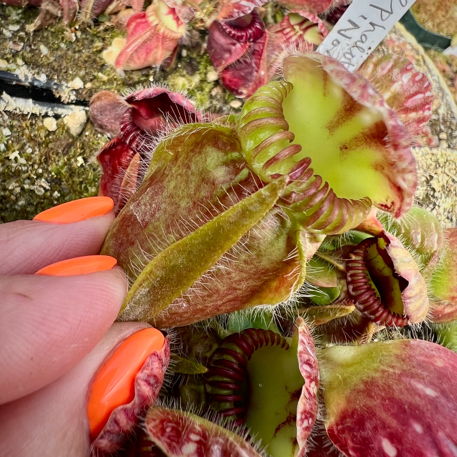 Cephalotus follicularis "Norma" Potted