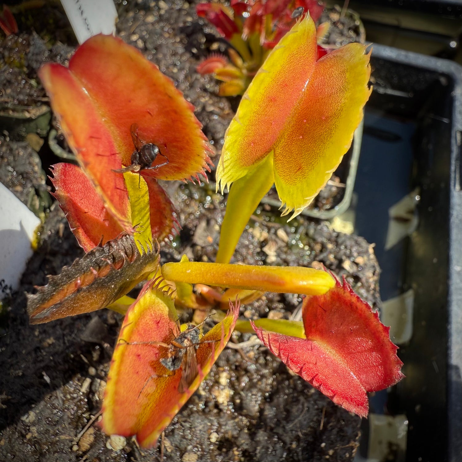Dionaea m. "GC Jaws" Potted