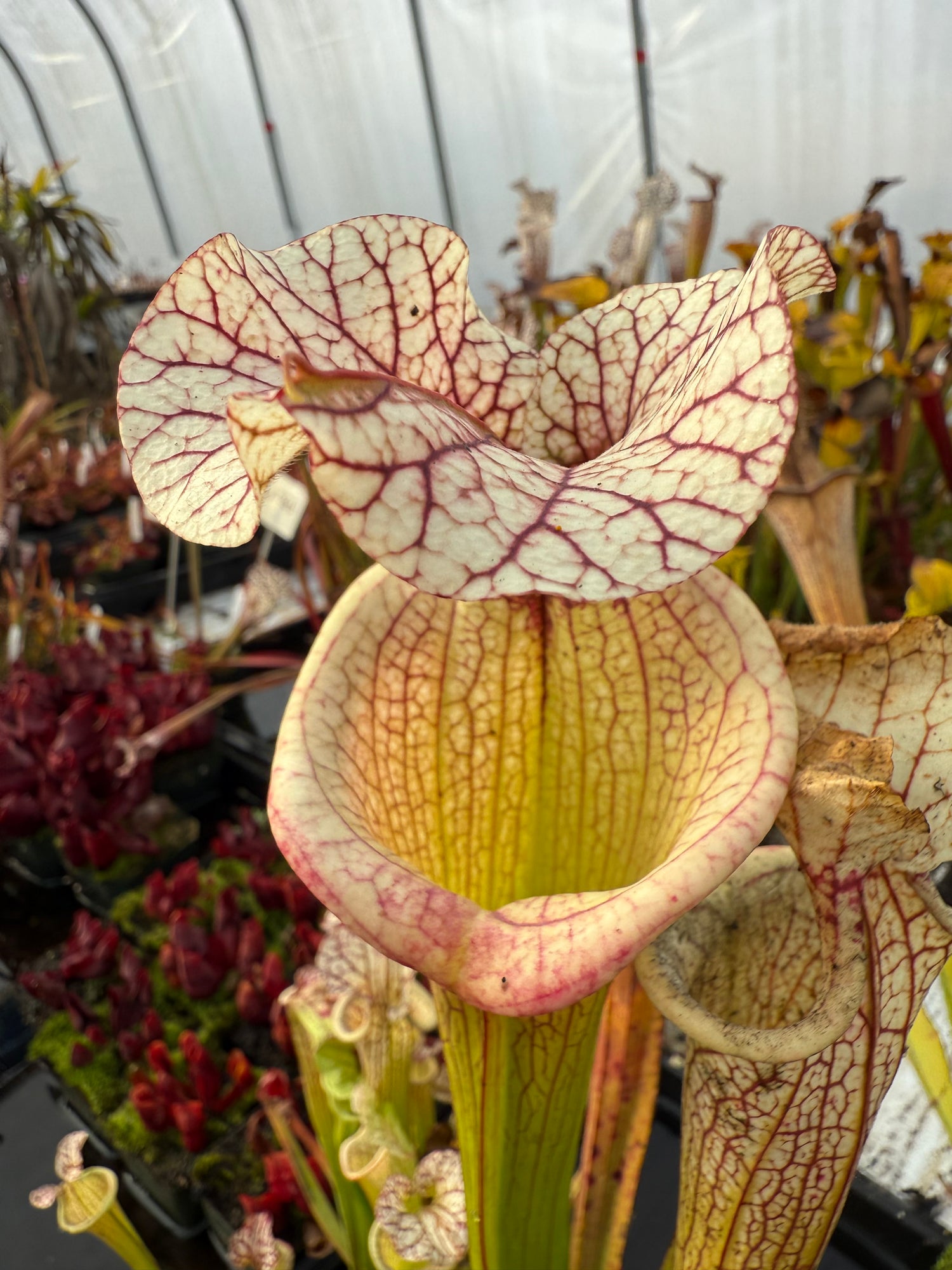 Sarracenia ( x 'Royal Ruby' ) x ( x 'Adrian Slack' ) “Select Clone” Potted