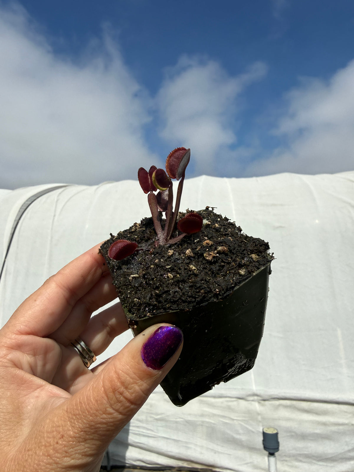 Dionaea m. “Bloodbender” Potted