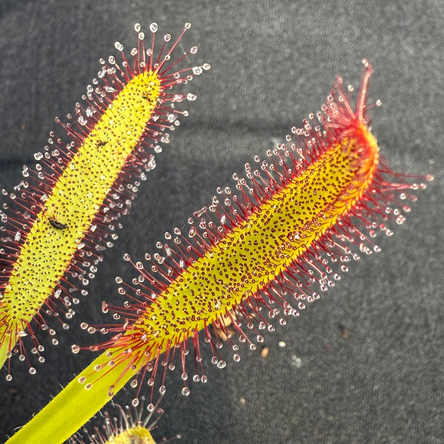 Drosera x ‘Intruder’ Potted