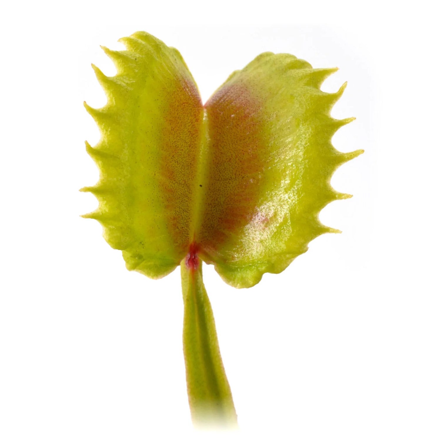 Dionaea m. “Vesuvia” Potted