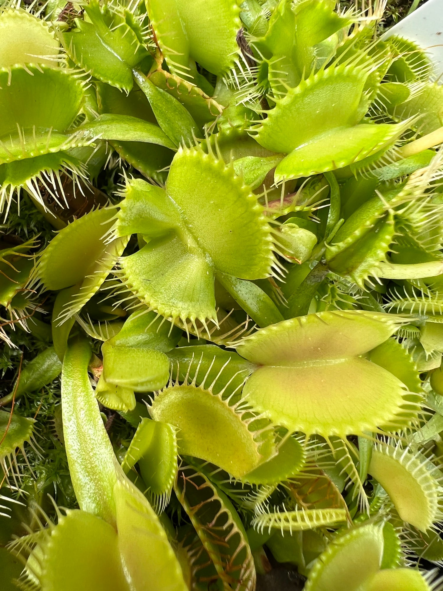 Dionaea m. 'Mirror' JH Potted