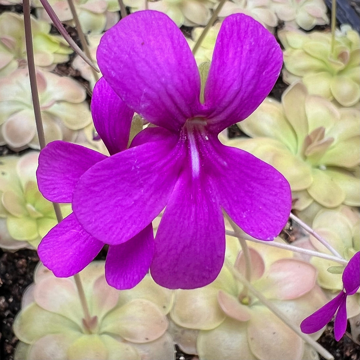 Pinguicula x ‘Kewensis’ BARE ROOT