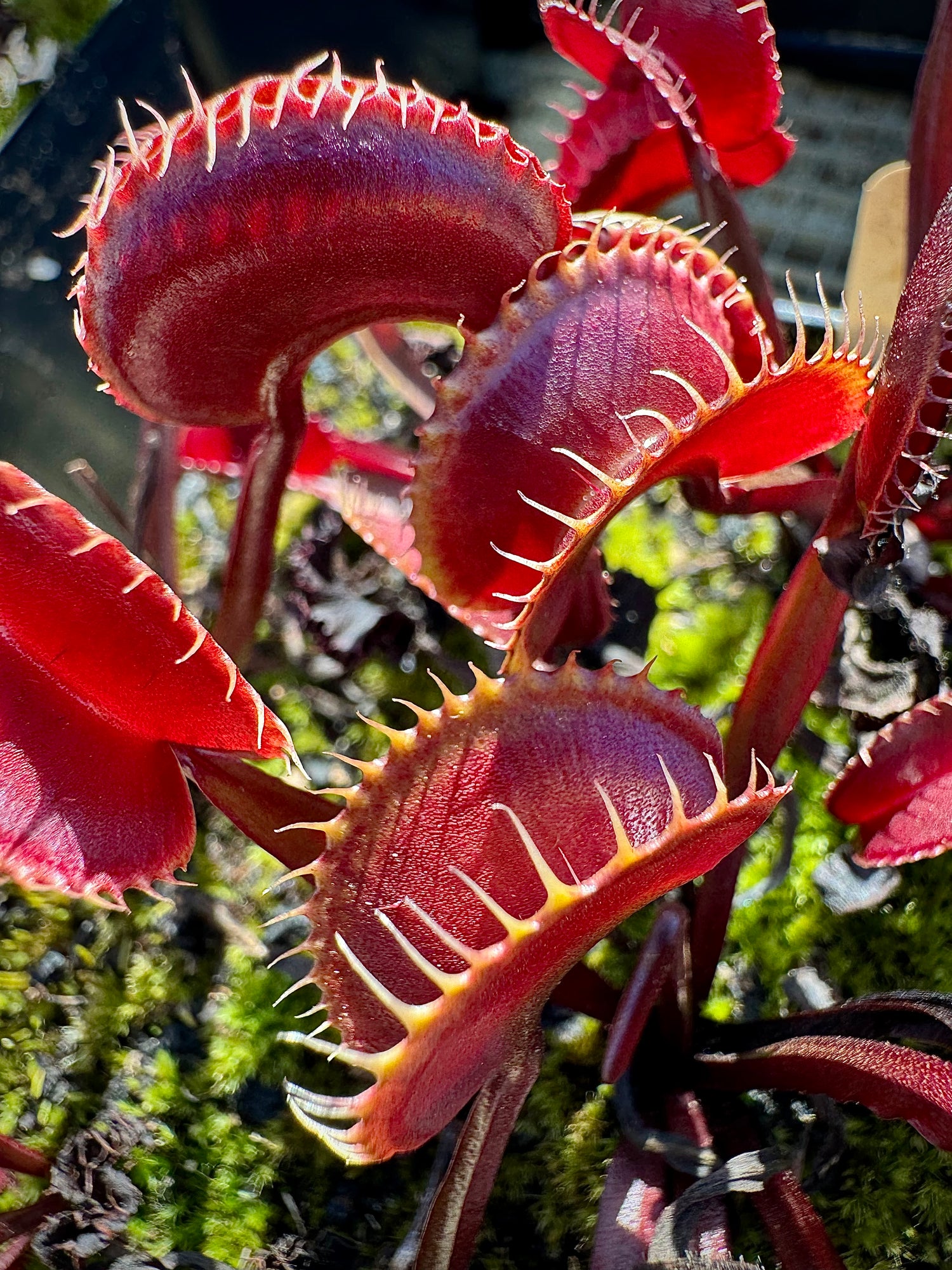 Dionaea m. 'Clayton's Red Sunset' Potted