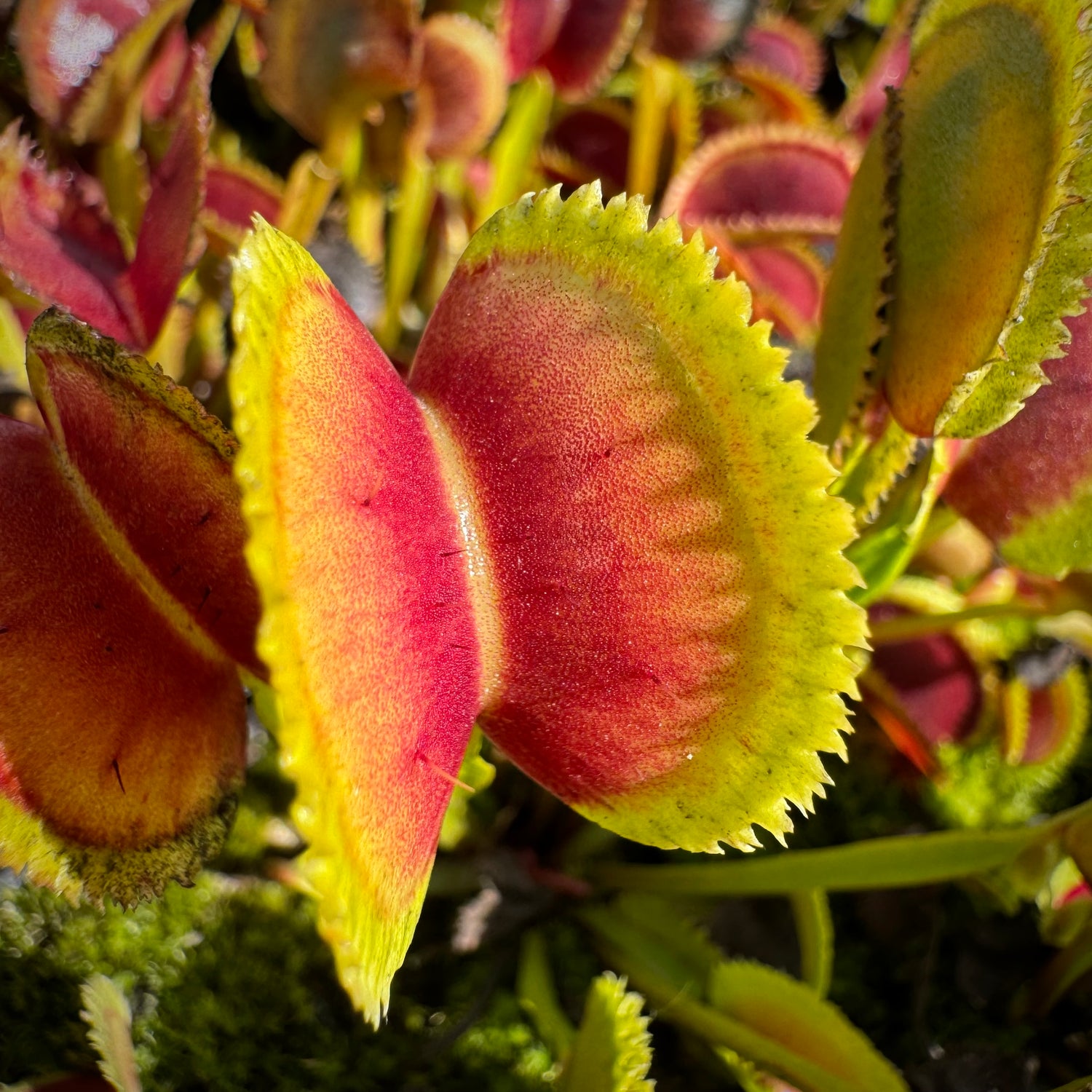 Dionaea m. "021 Carnivoria" Potted