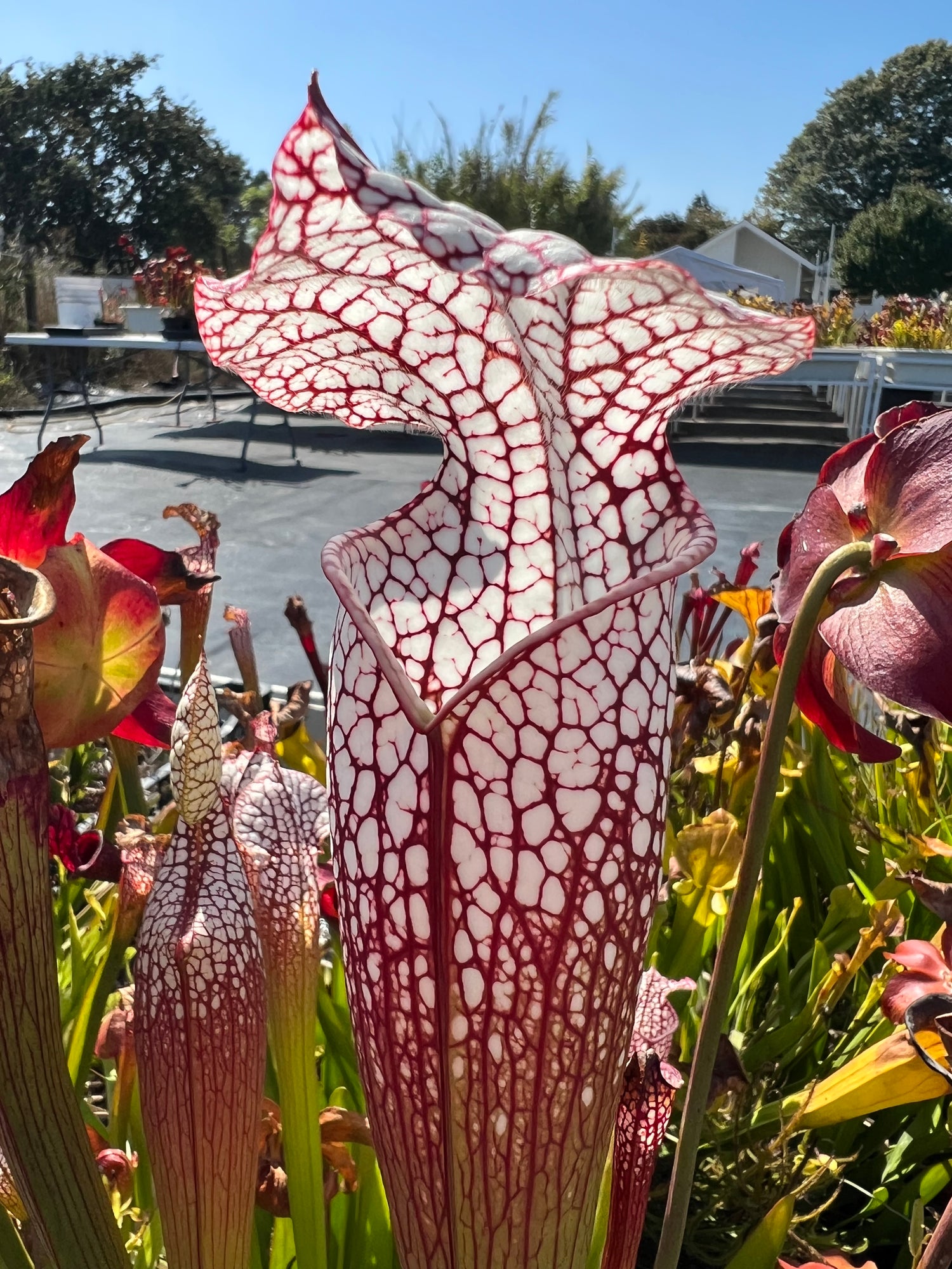 Sarracenia leucophylla “Red” Calcarn Clone Potted