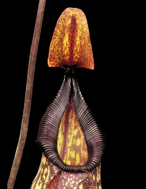 Nepenthes ( x ‘Lady Pauline’ ) x hamata “Tambusisi” Potted