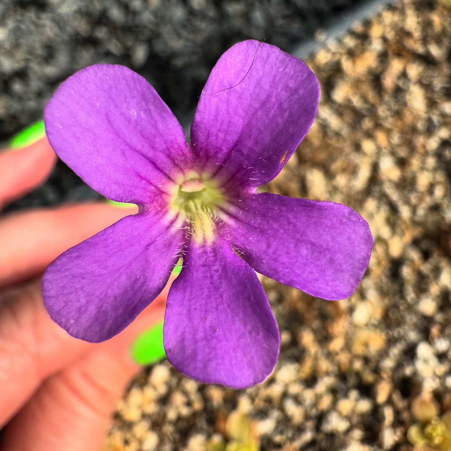Pinguicula x “Moonshine” BARE ROOT