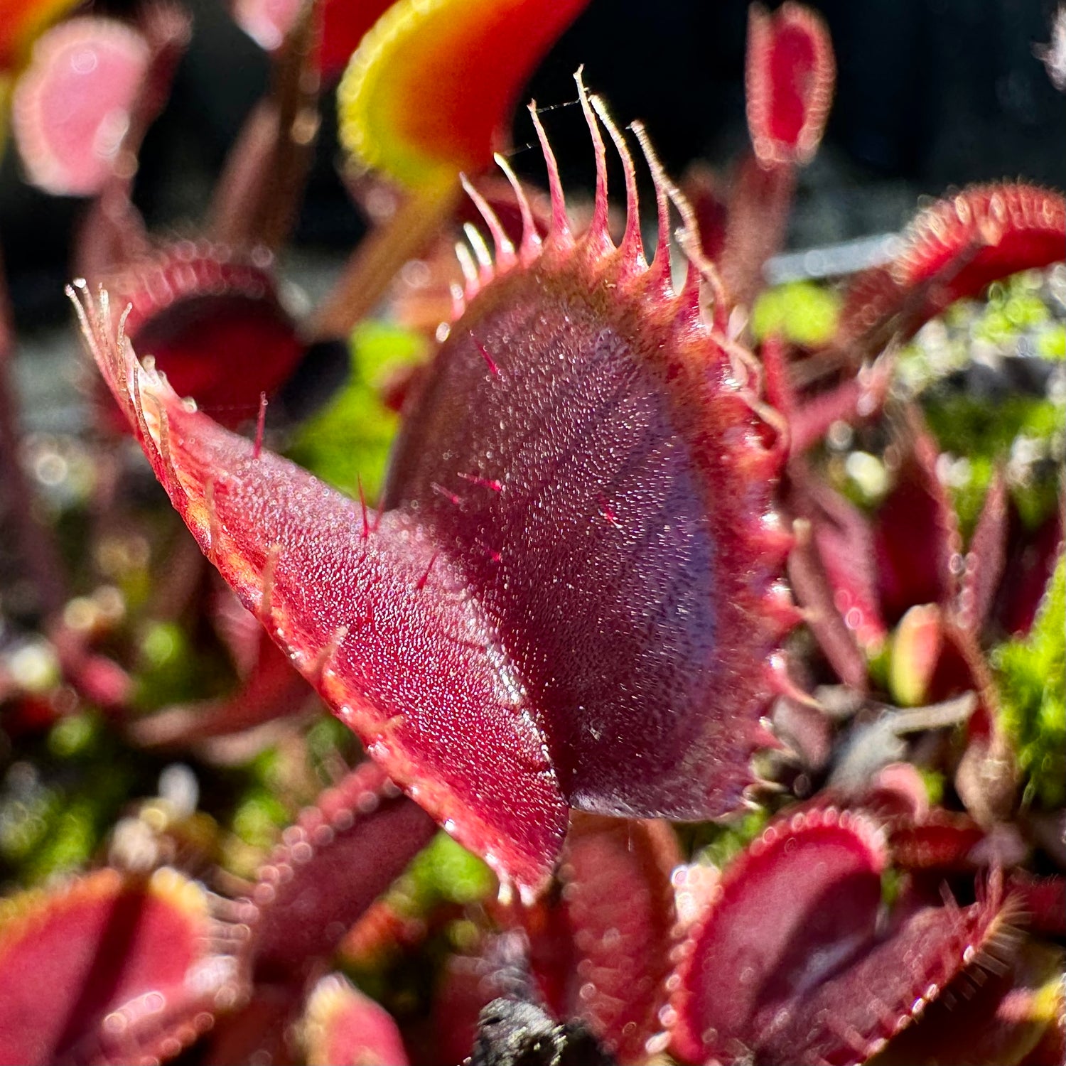 Dionaea m. “Clayton's Volcanic Red” Potted