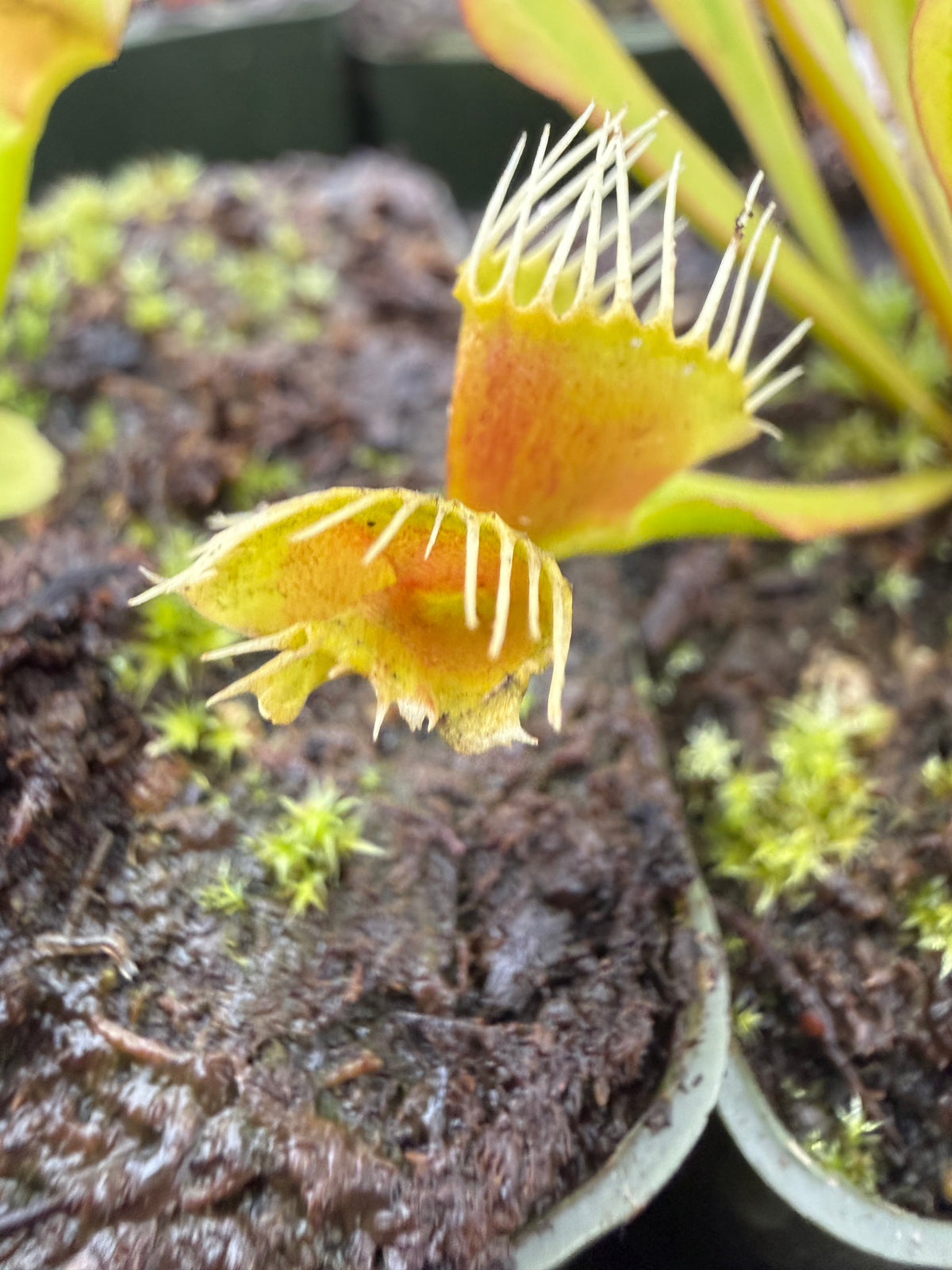 Dionaea m. ‘Phyllopterix’ Potted