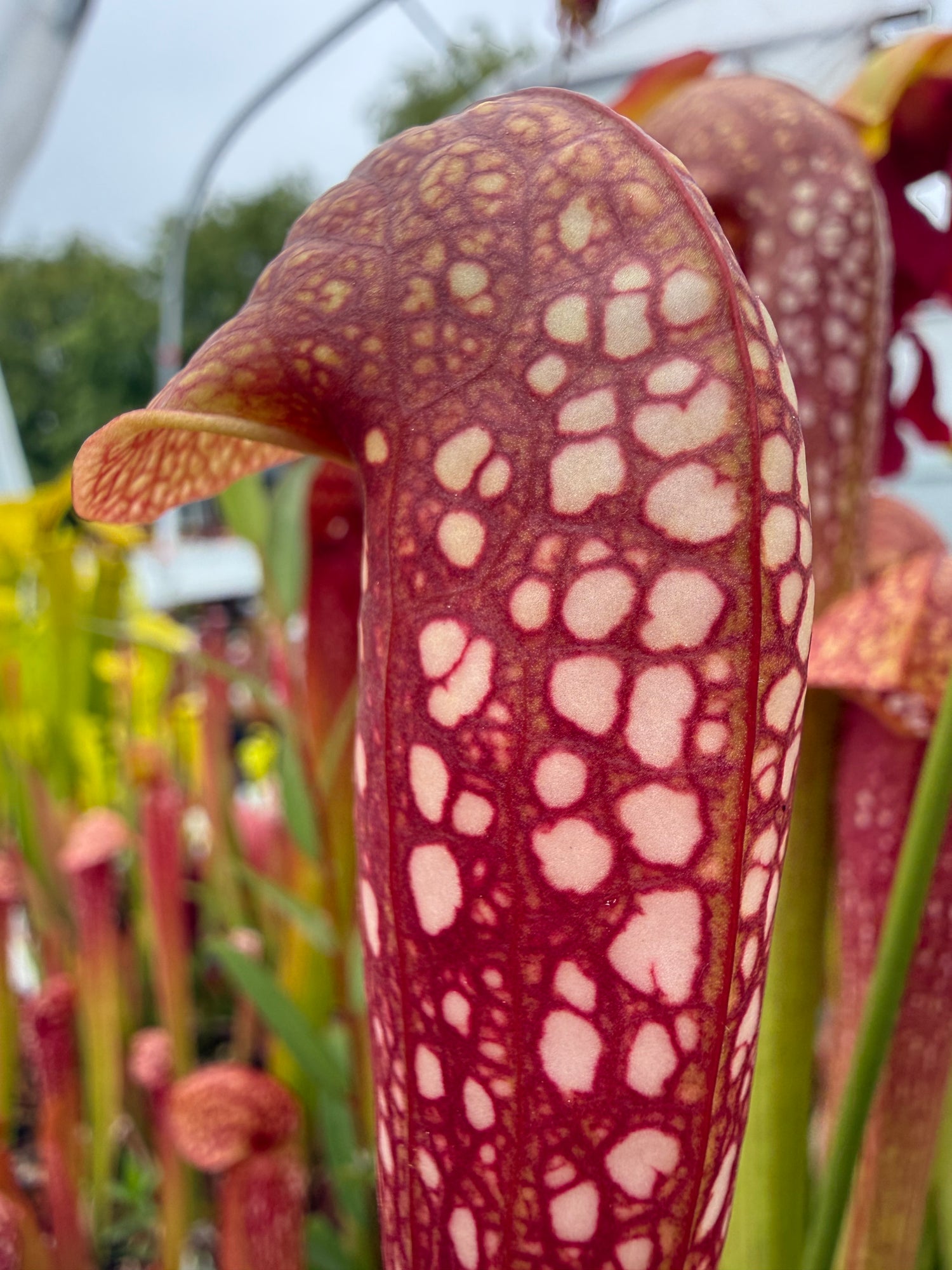 Sarracenia x 'Judy' Potted