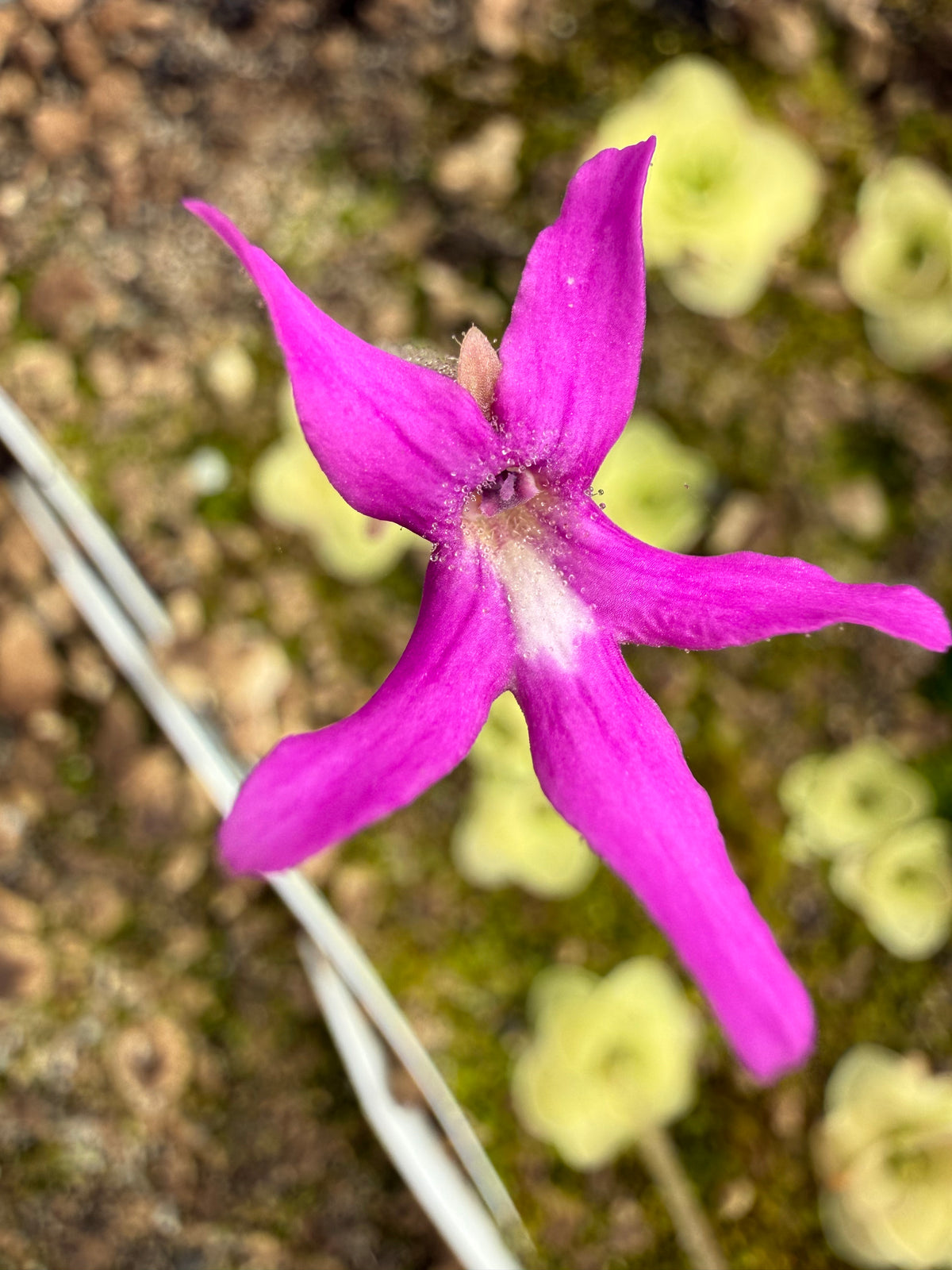 Pinguicula moranensis f. orchidioides BARE ROOT