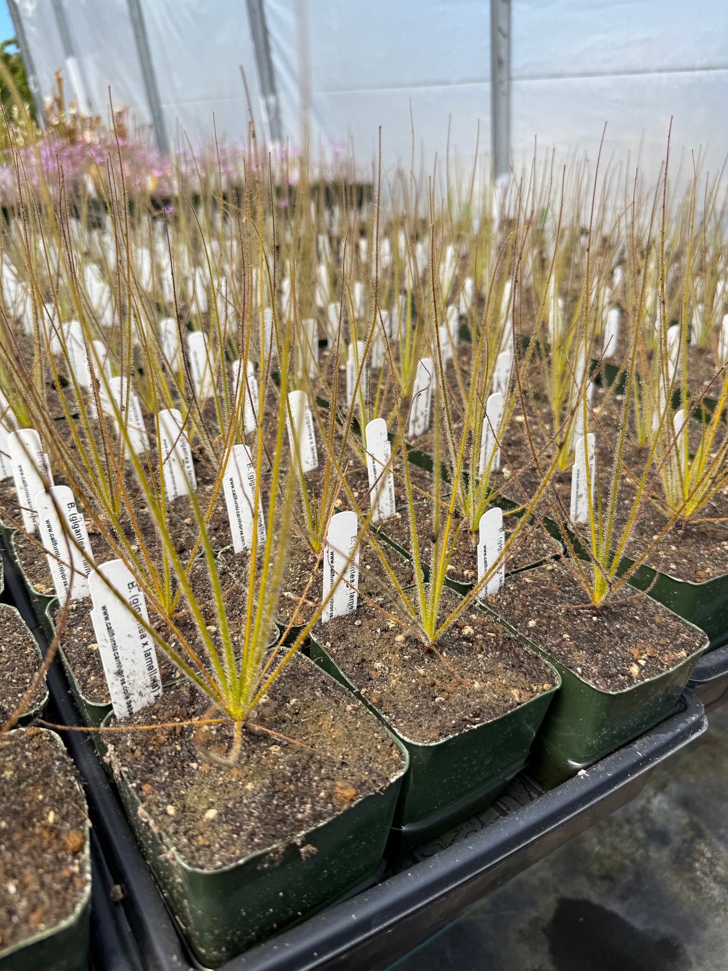 Byblis ( gigantea x lamellata ) x gigantea Potted