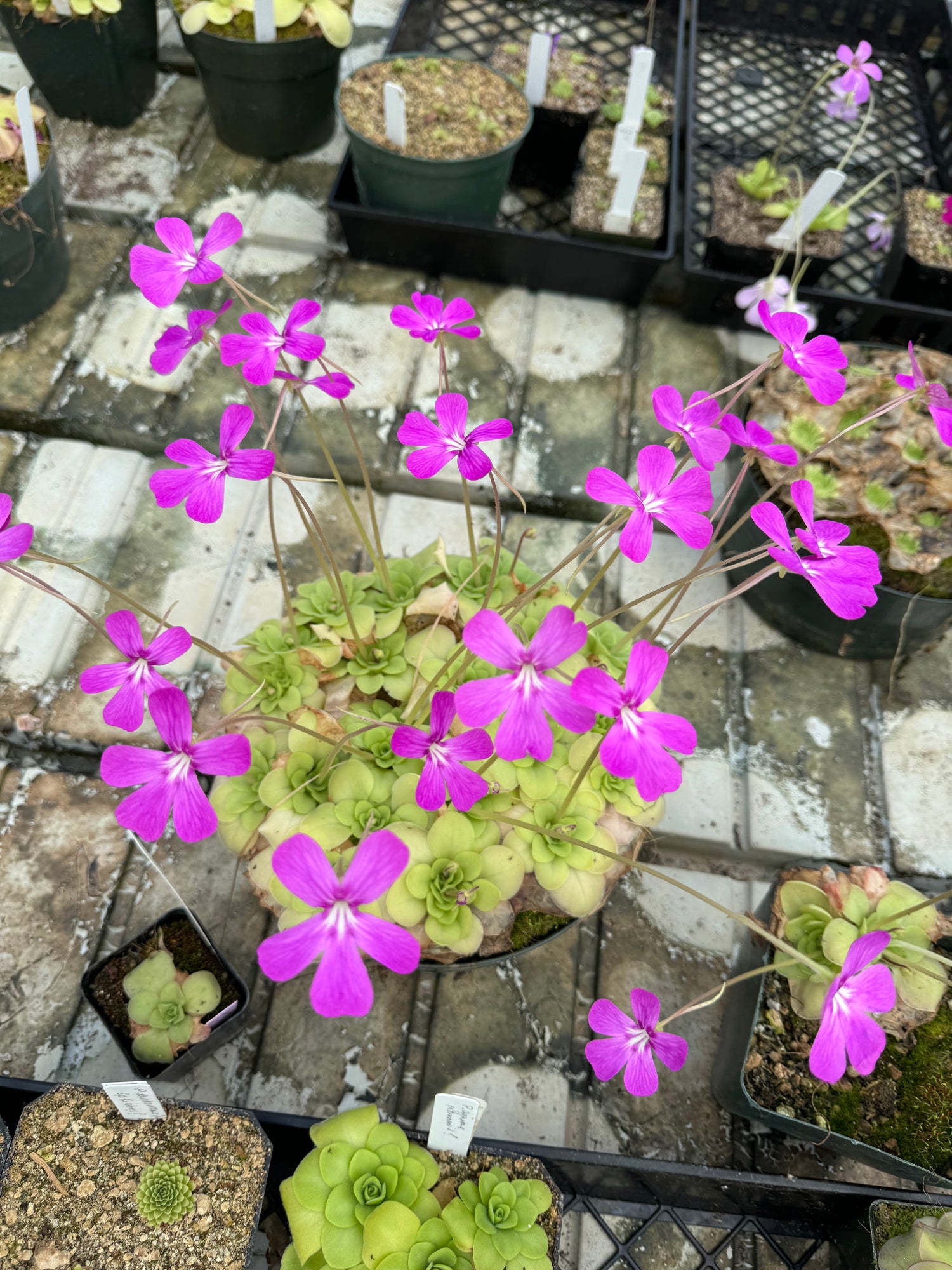 Pinguicula moranensis "J" BARE ROOT