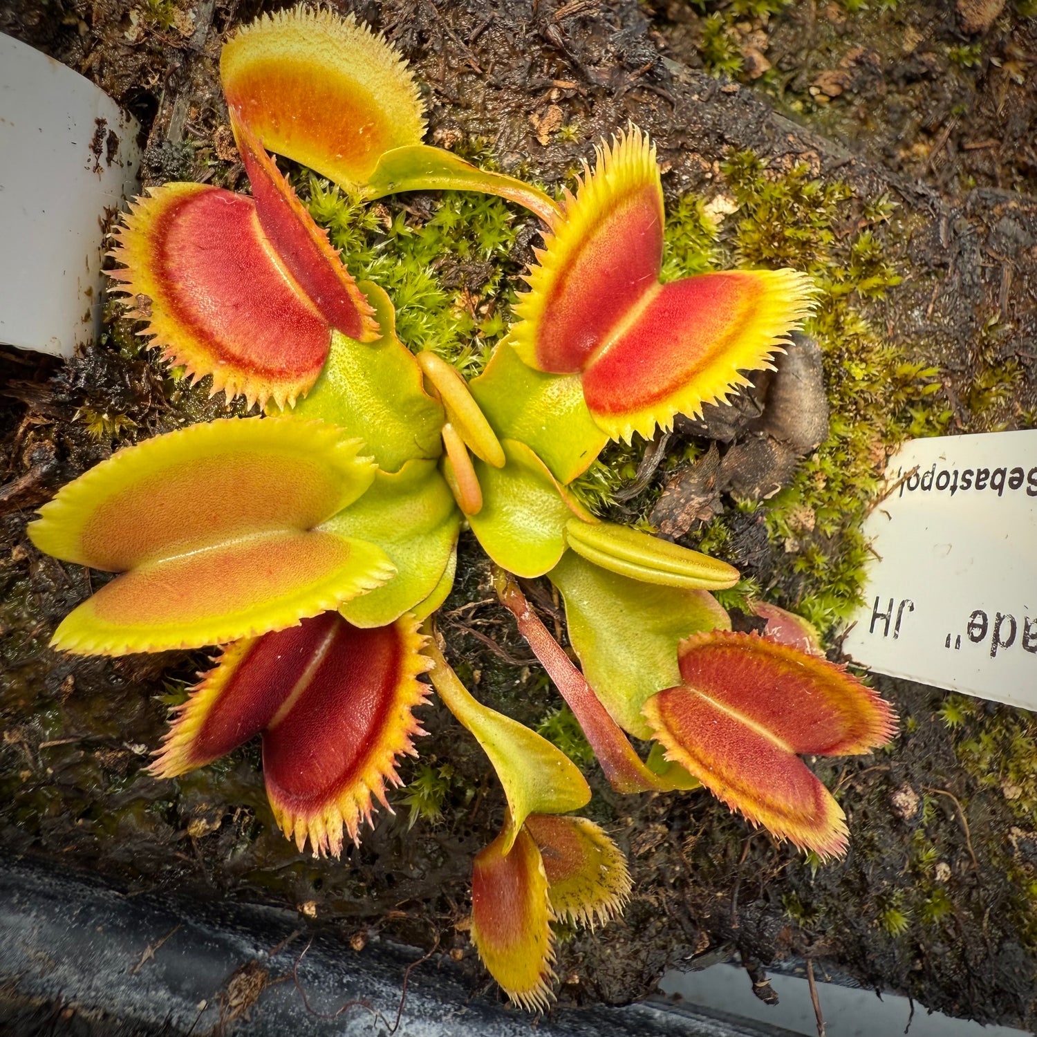 Dionaea m. “CCCP Razorblade” JH Potted