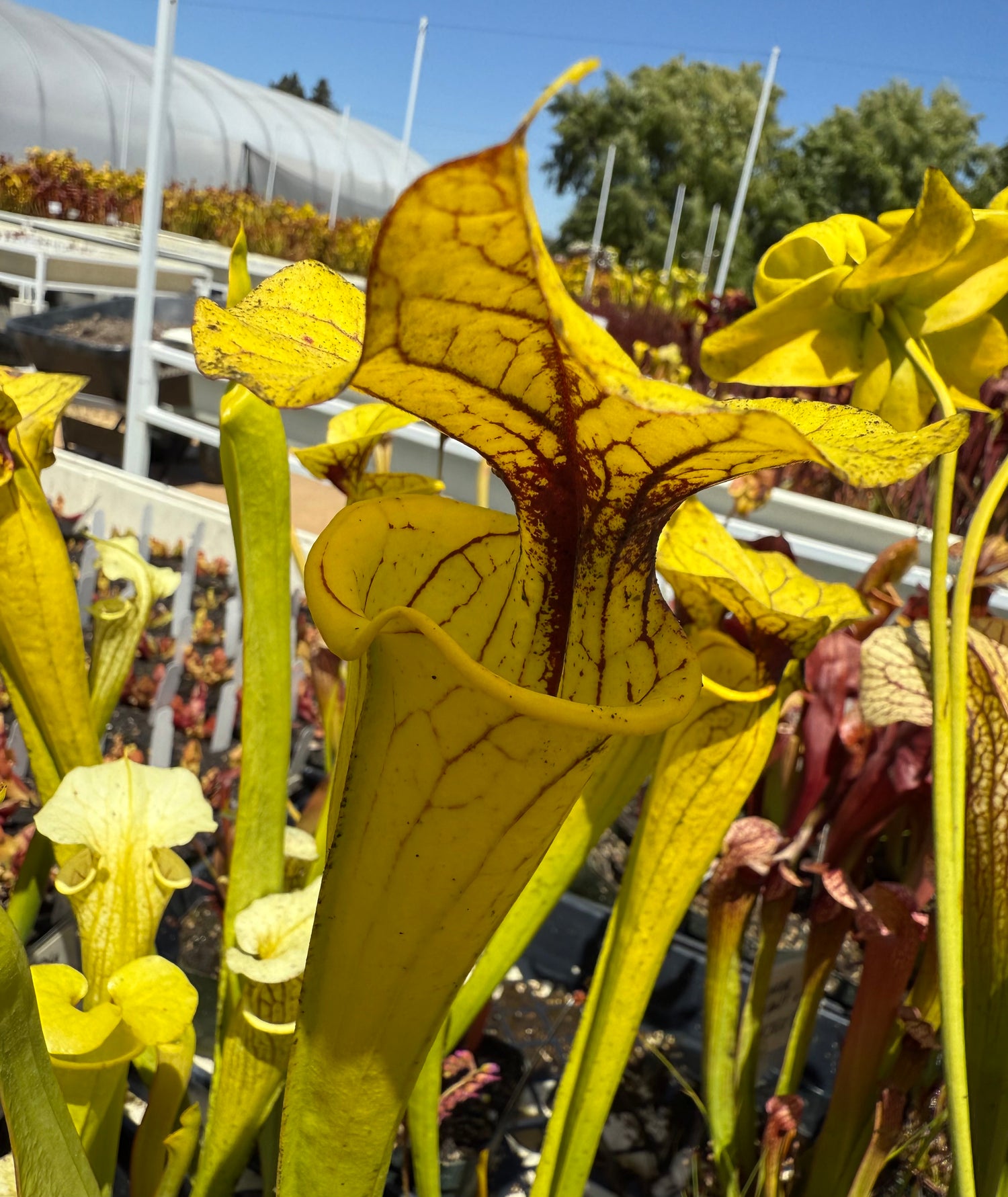 Sarracenia flava ‘Goldie’ x ( x ‘Leah Wilkerson’ ) DG Potted