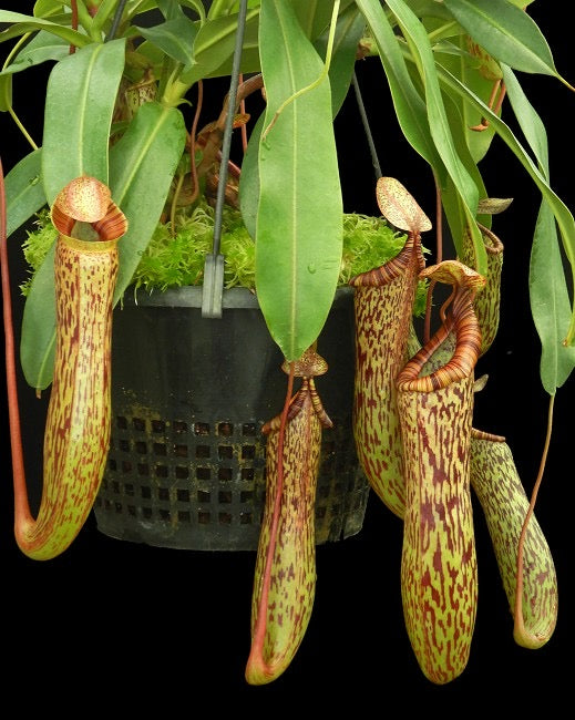 Nepenthes vogelii x ventricosa Potted