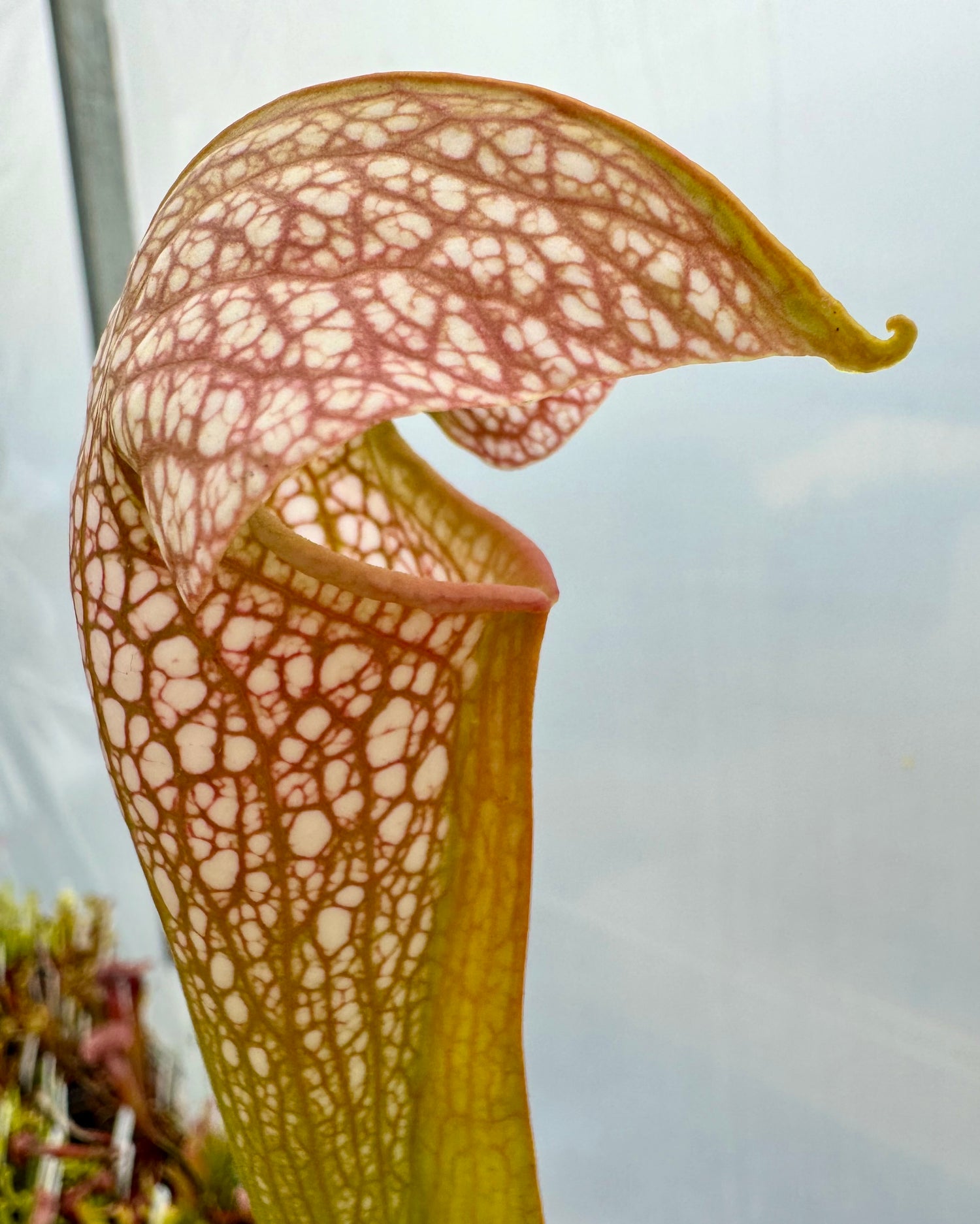 Sarracenia x “Lovebird” Potted